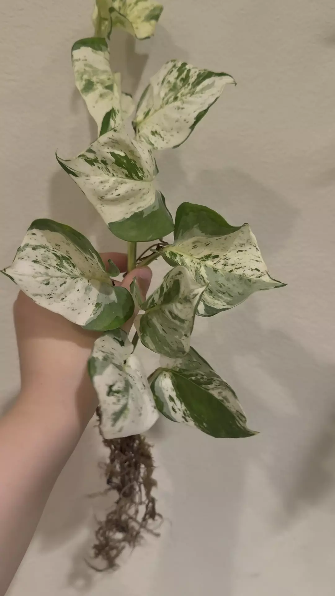 Manjula Pothos no 4 thumbnail