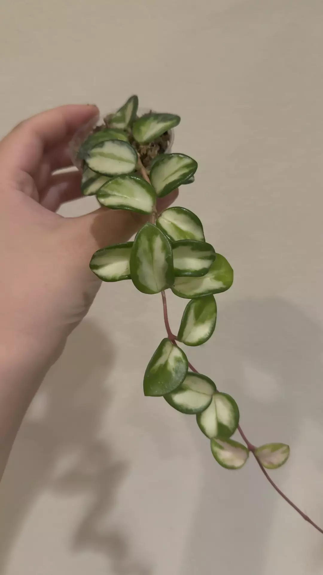 Hoya mathilde variegated no 1 thumbnail