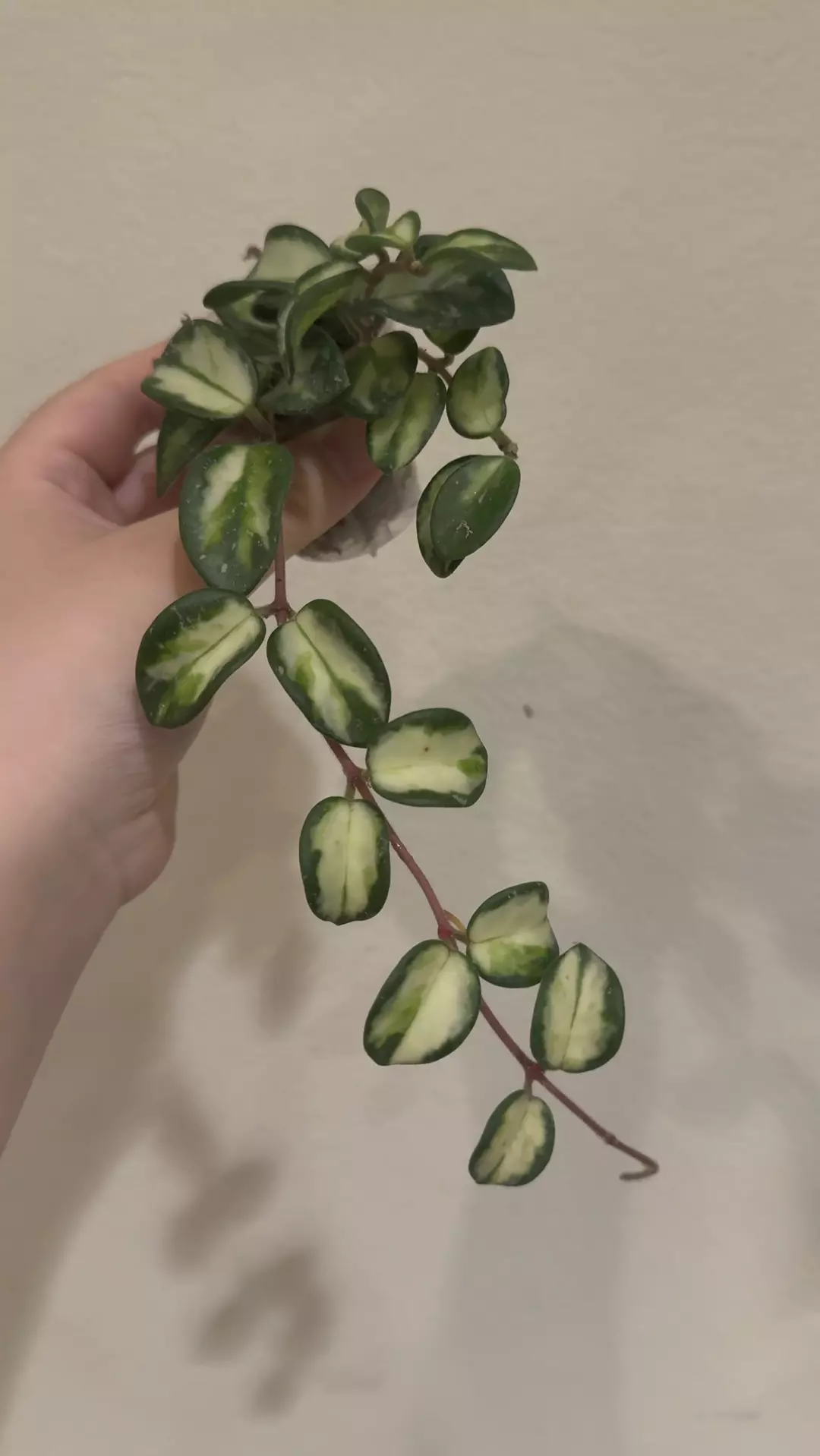 Hoya mathilde variegated no 3 thumbnail