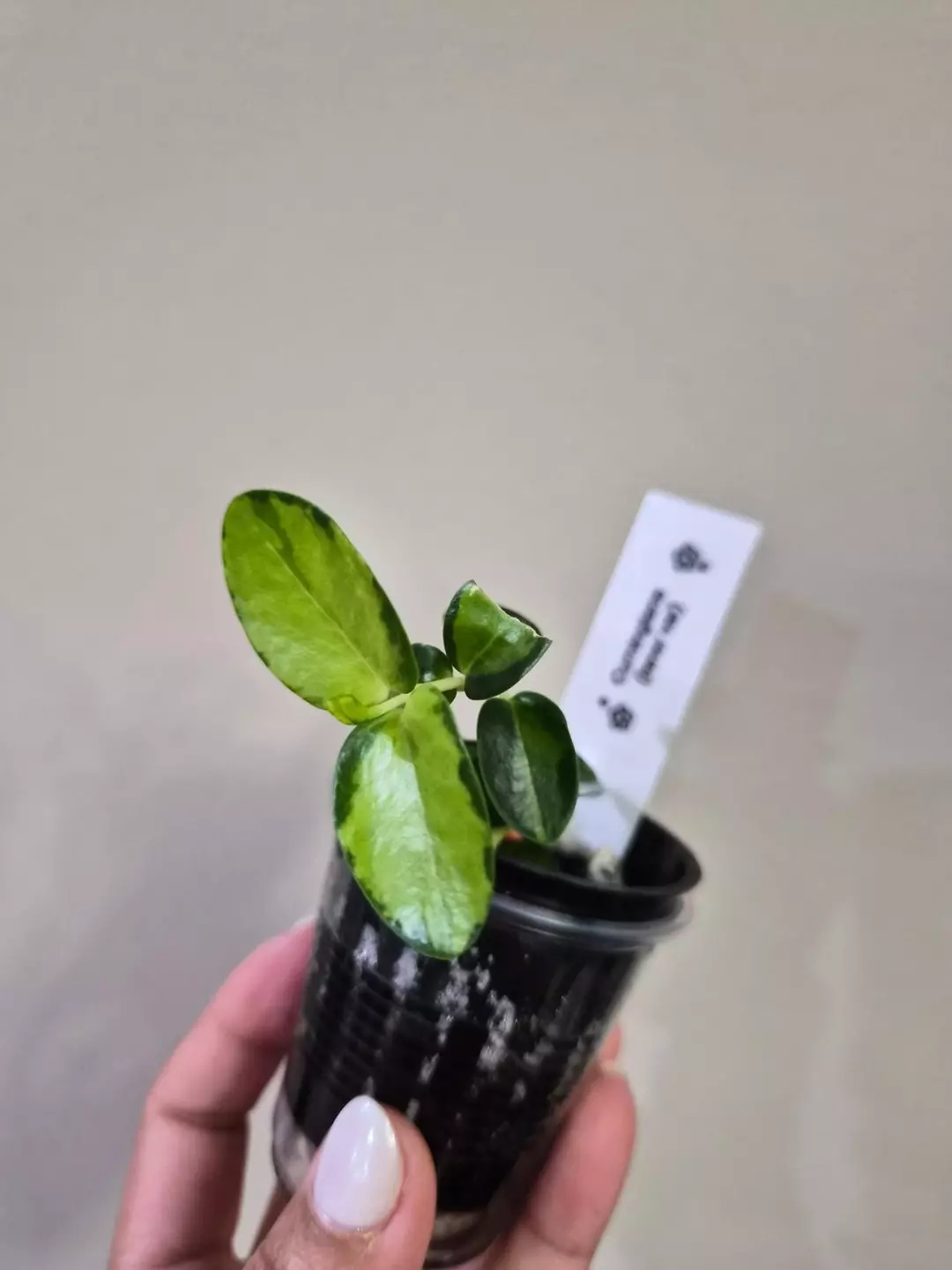 Cumingiana inner variegated thumbnail