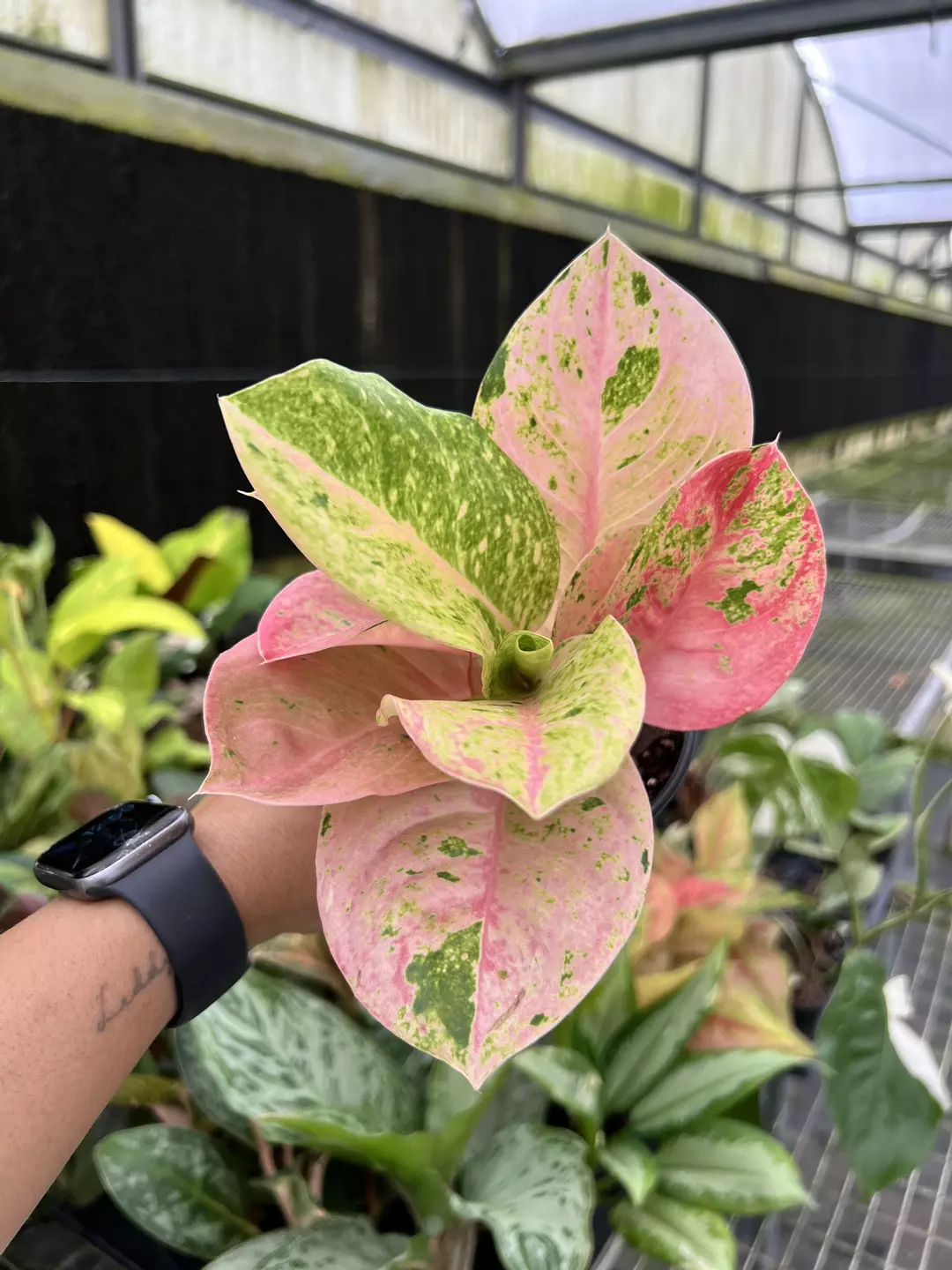 4” Aglaonema Emerald Pink 6 - Exact Plant🌱 thumbnail