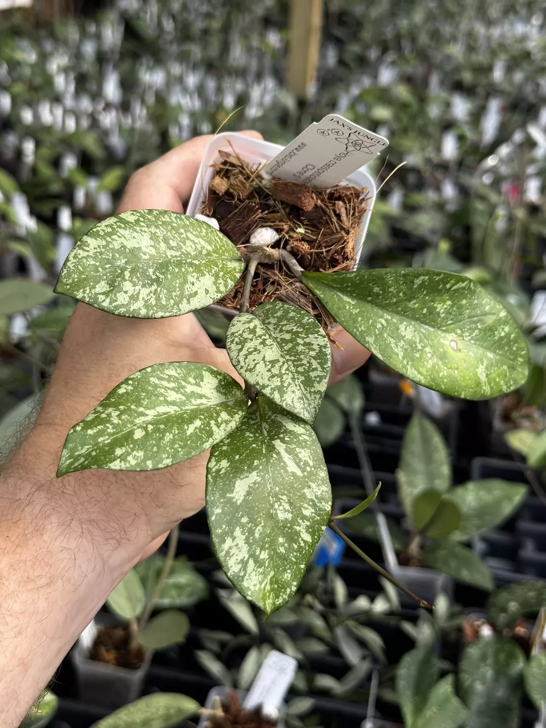 Hoya Crassipetiolata x Michele (clone 1) thumbnail