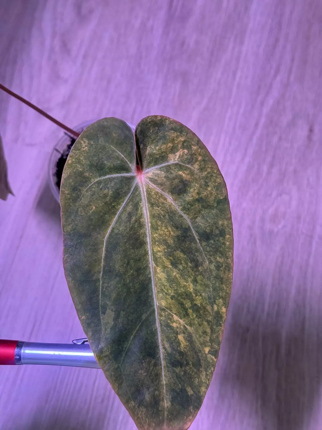 variegated anthurium RL (from JV) x papi green velvet thumbnail