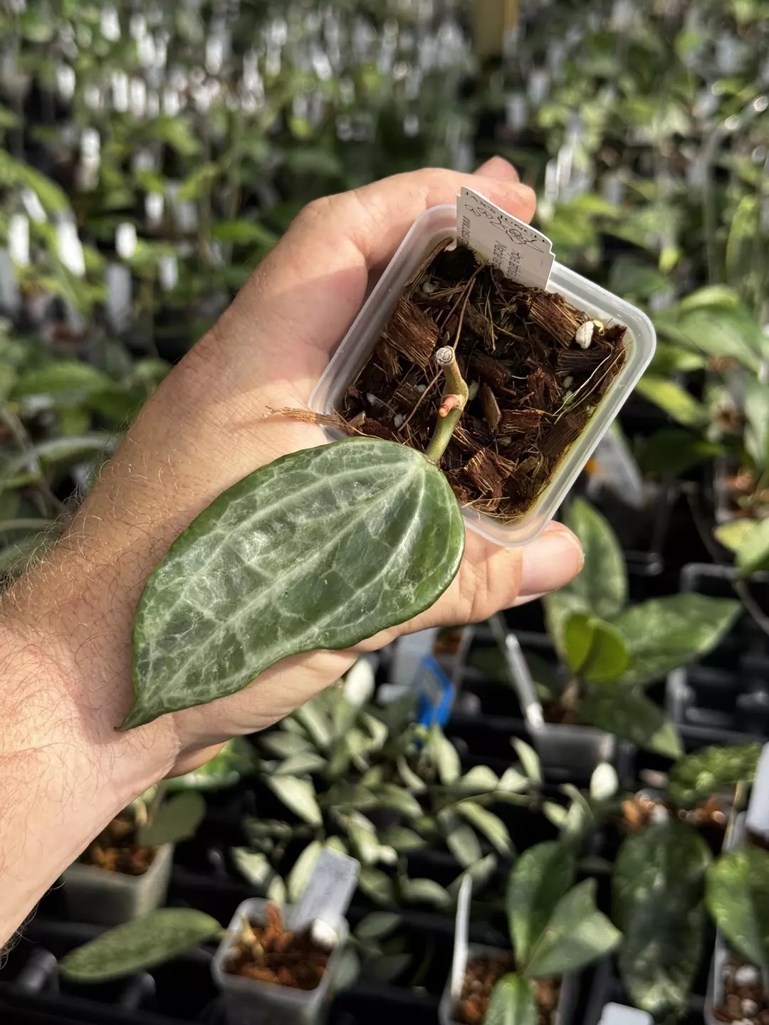 Hoya Latifolia (Marble) thumbnail