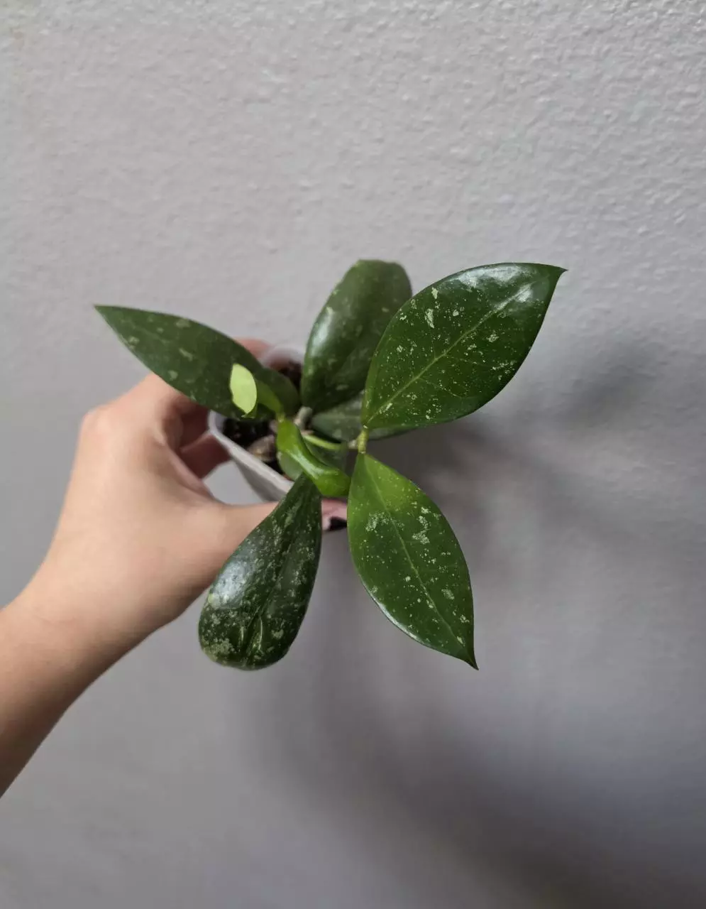 Hoya KGD353-KF6 (H. Ko Chang Island x unknown) thumbnail