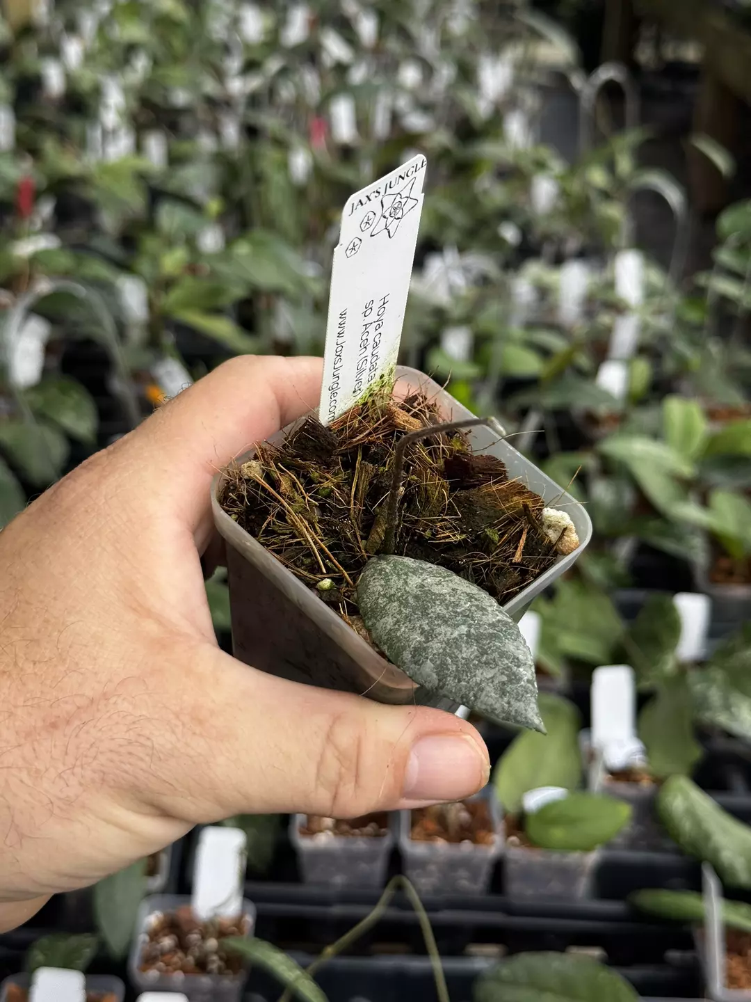 Hoya Caudata sp. Aceh (silver) thumbnail