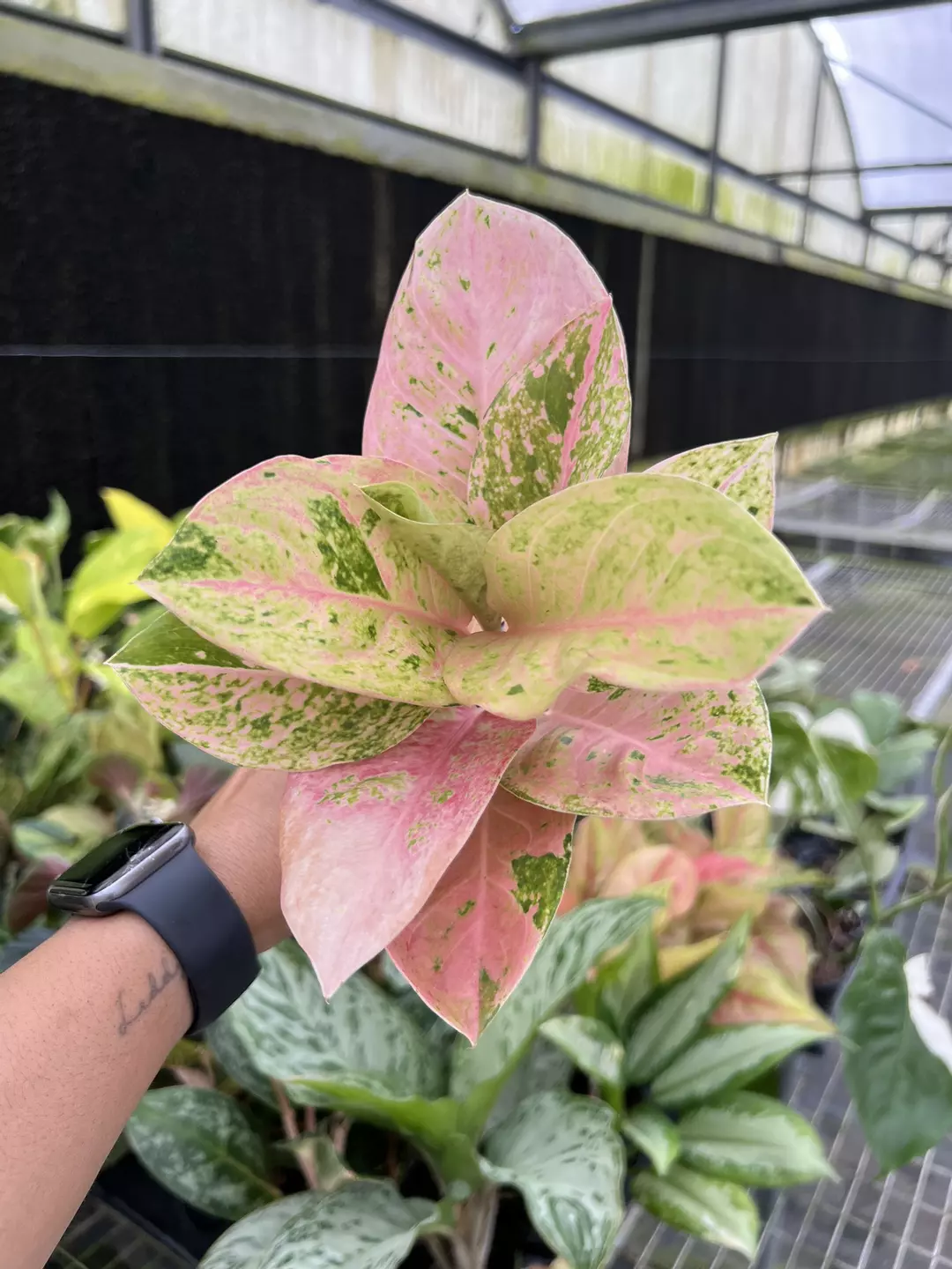 4” Aglaonema Emerald Pink 2 - Exact Plant🌱 thumbnail