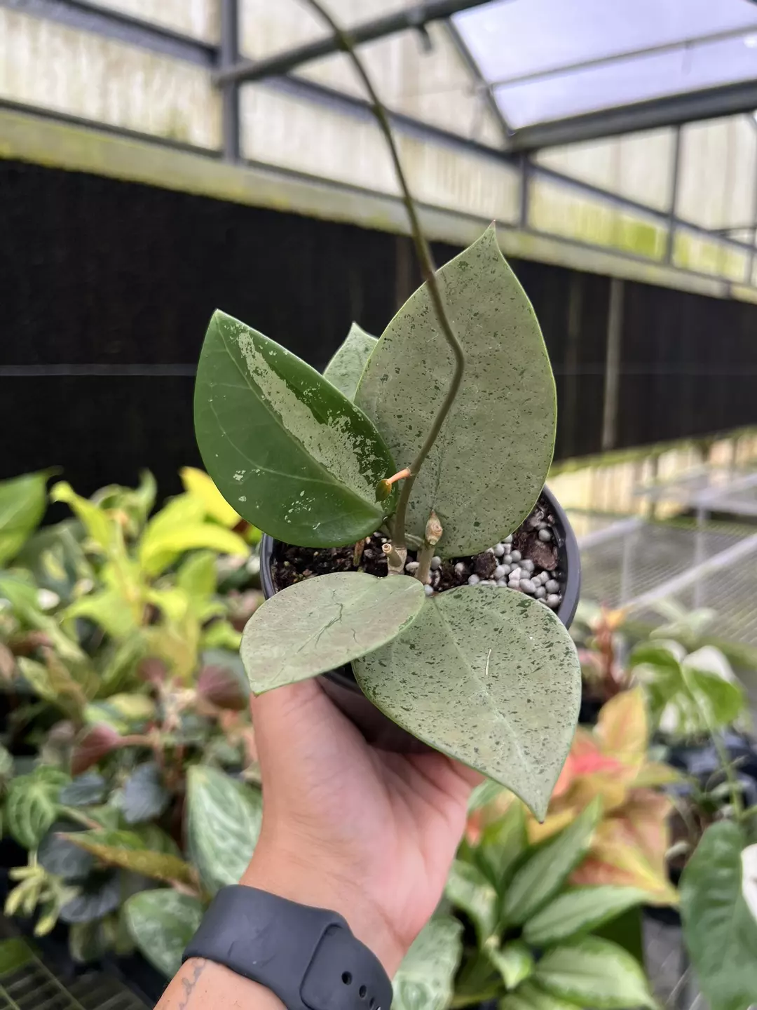 4” Hoya Silver Heart - Exact Plant🌱 thumbnail
