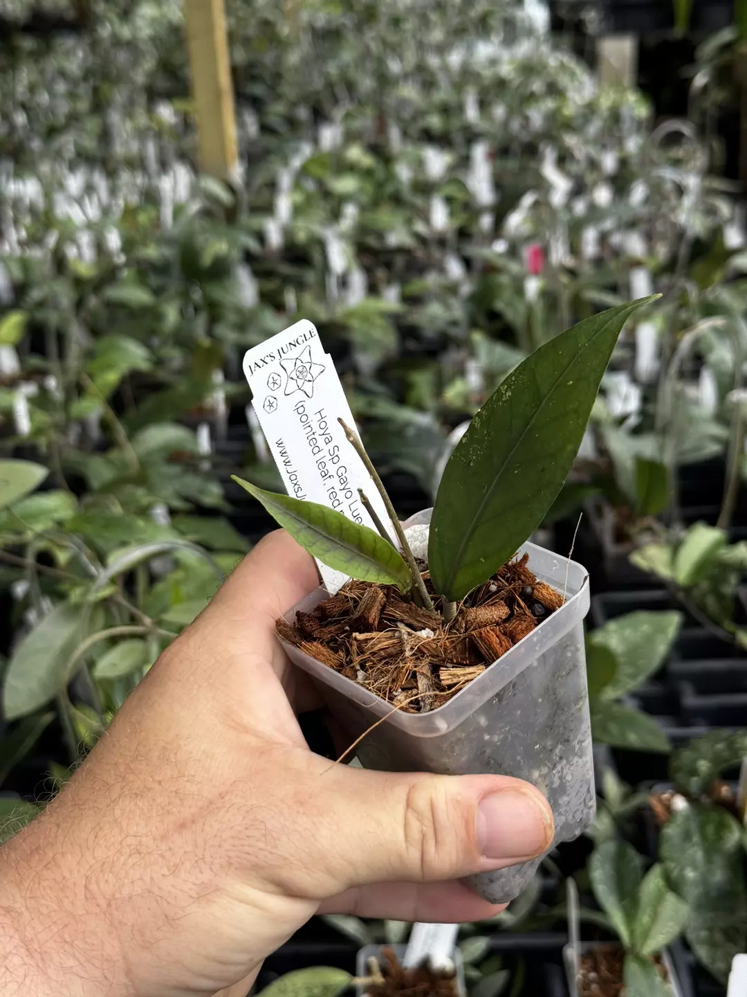 Hoya Sp Gayo Lues (pointed leaf, red midrib) thumbnail