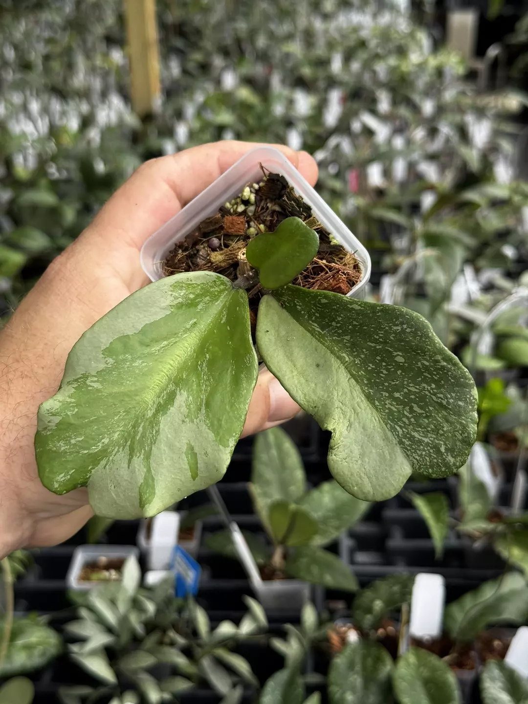 Hoya Kerrii Silver thumbnail