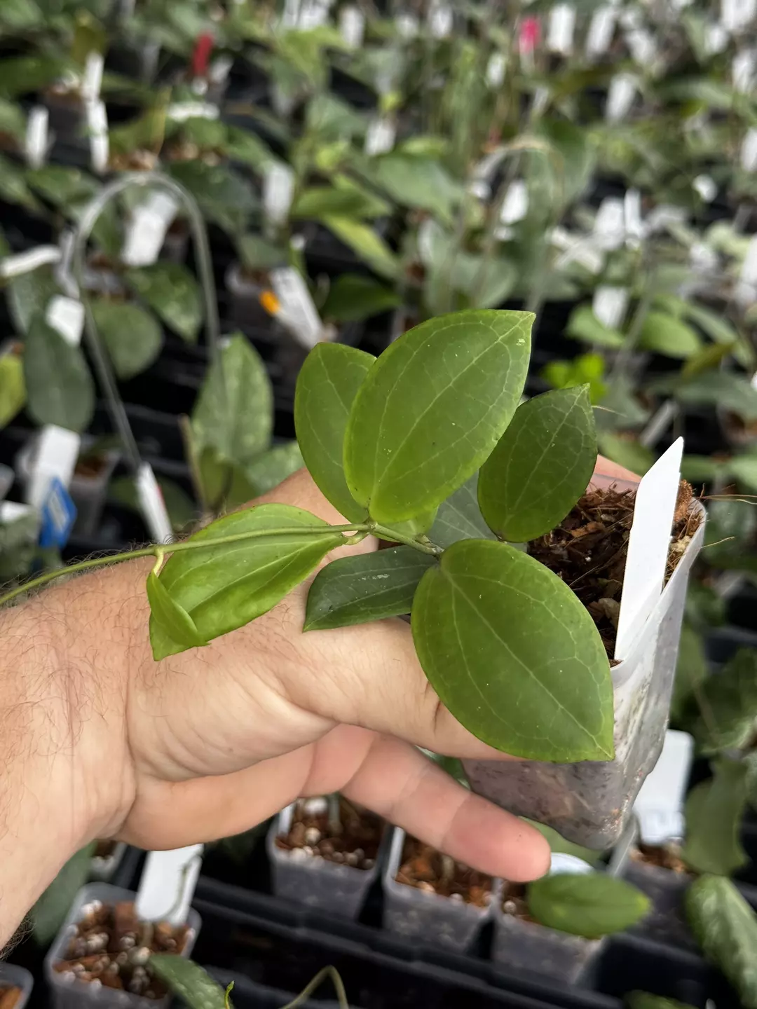 Hoya fitchii seed thumbnail