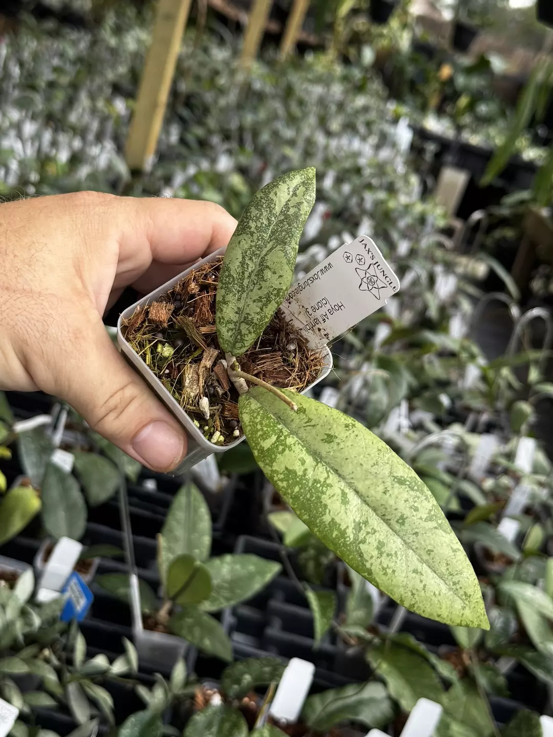Hoya aff lambii clone 3 thumbnail