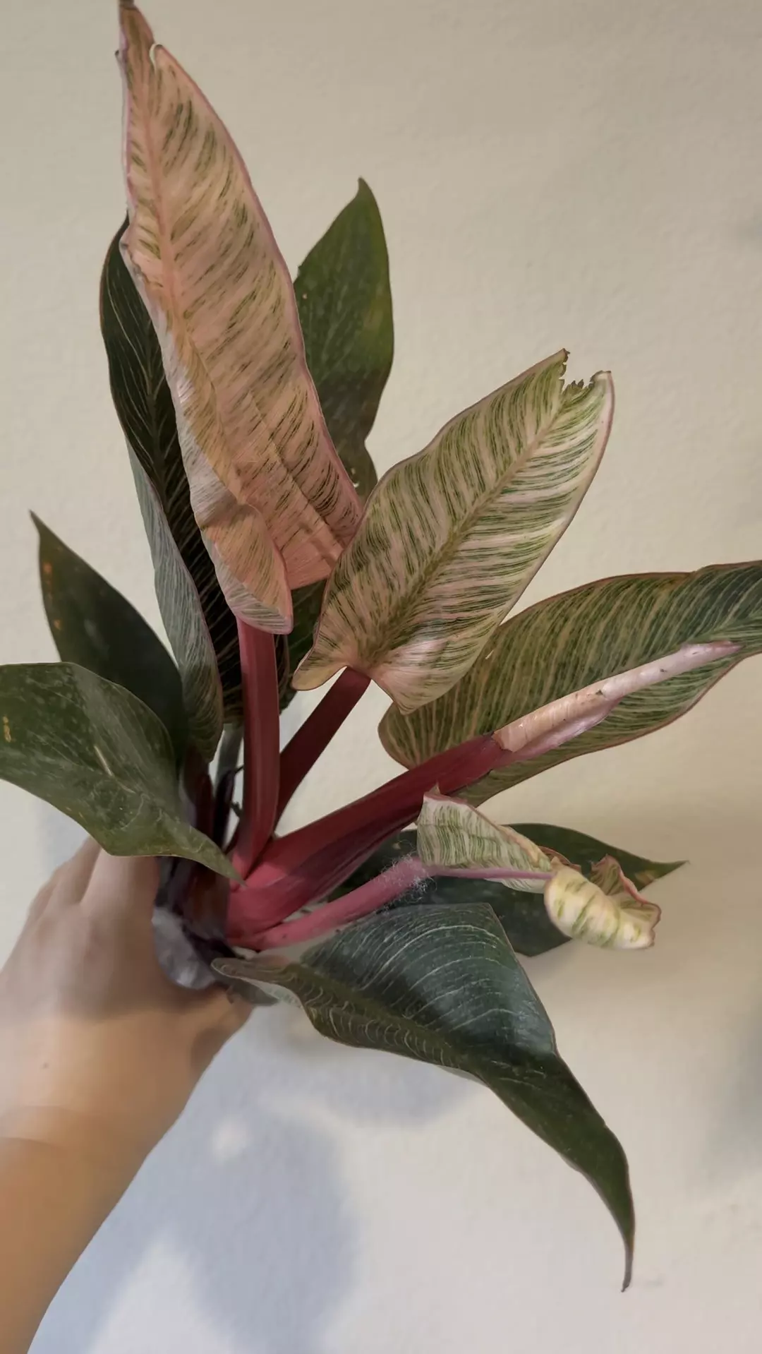 Philodendron pink birkin thumbnail