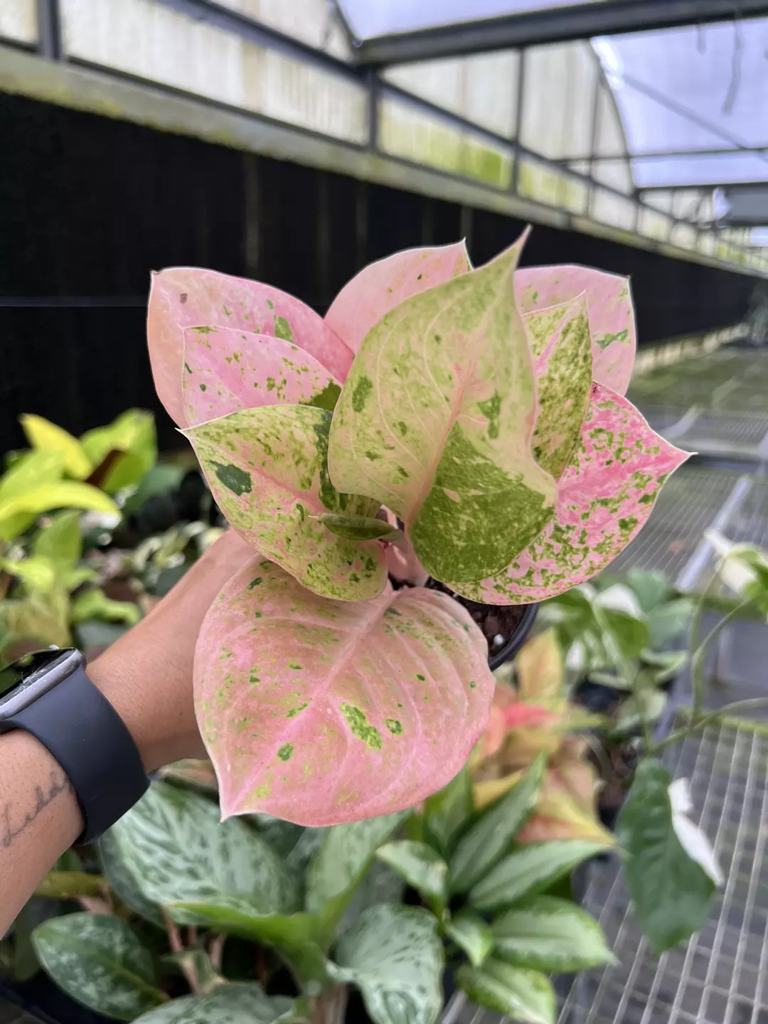 4” Aglaonema Emerald Pink 4 - Exact Plant🌱 thumbnail