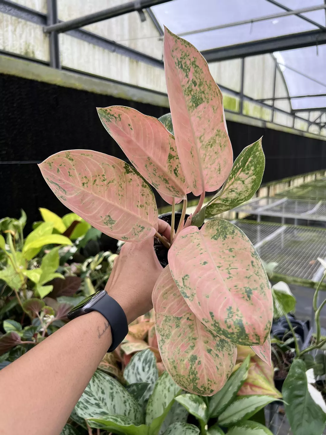 4” Aglaonema Pink Banana - Exact Plant🌱 thumbnail