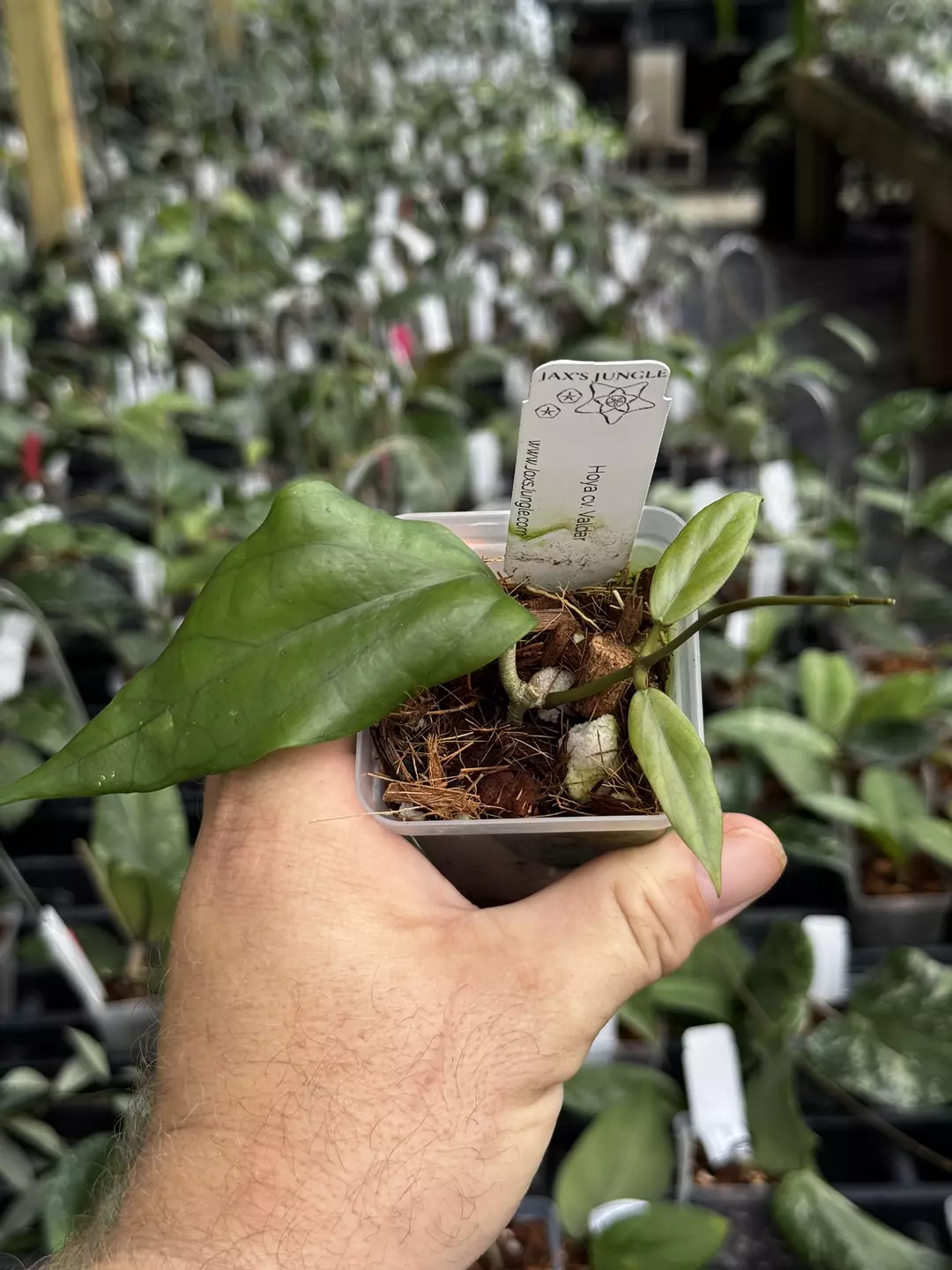 Hoya cv Valdar thumbnail