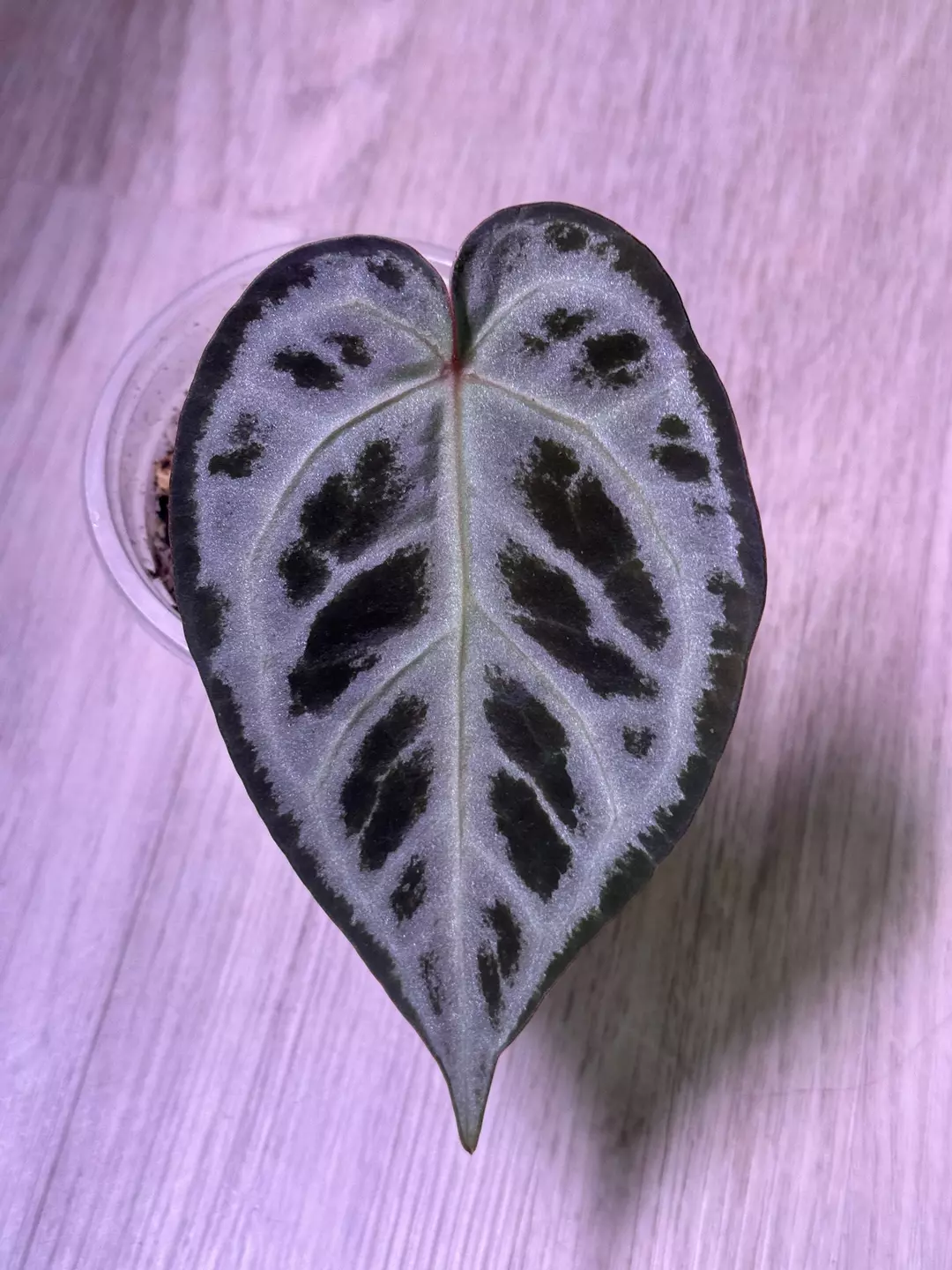 anthurium Cinderella thumbnail