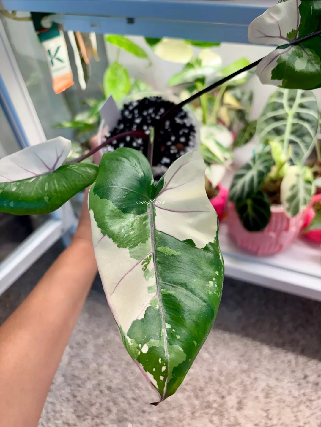Alocasia Black Stem Albo *CORM* thumbnail