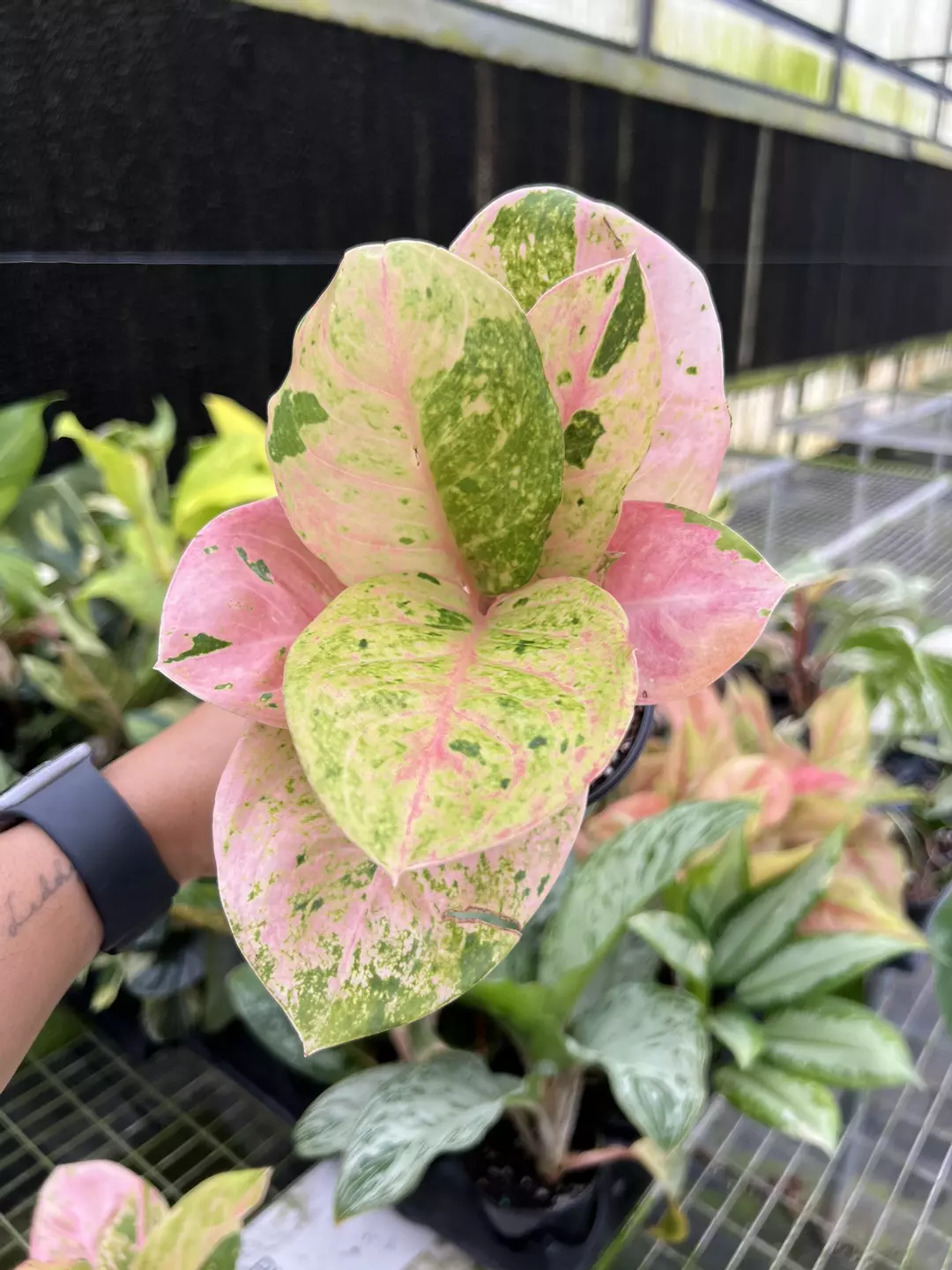 4” Aglaonema Emerald Pink 1 - Exact Plant🌱 thumbnail