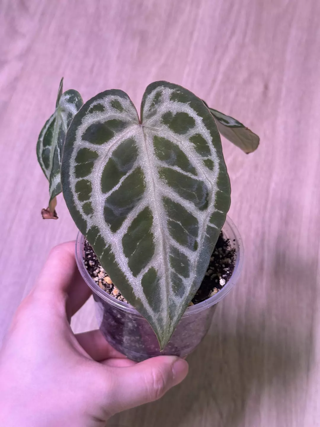 anthurium SKG silver thumbnail