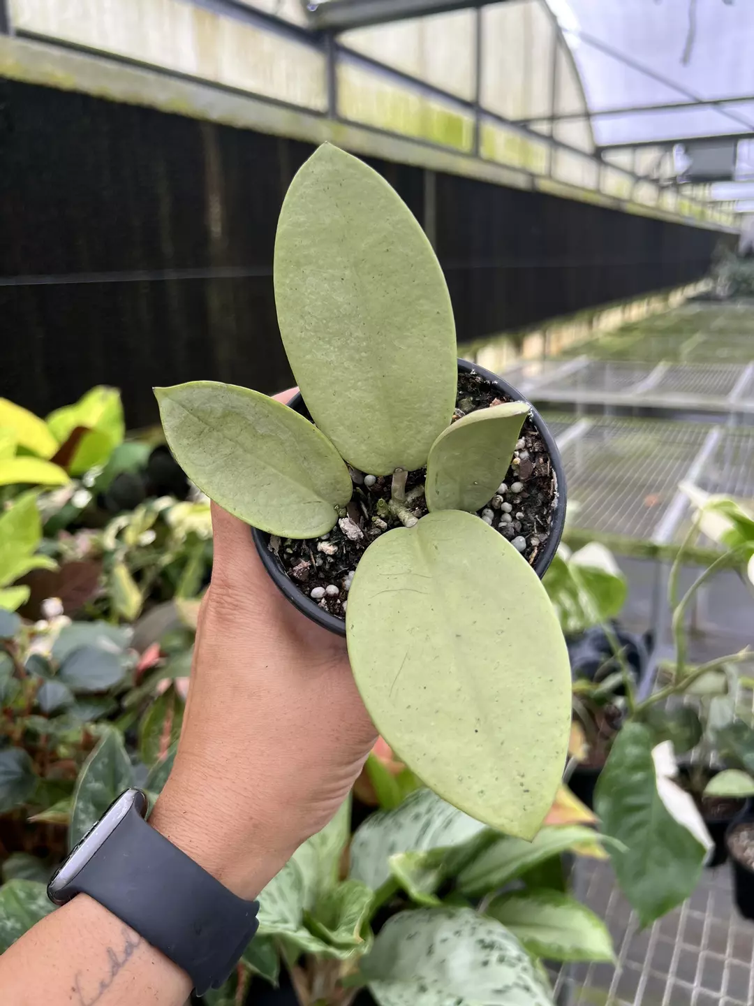 4” Hoya Silver Dollar - Exact Plant🌱 thumbnail