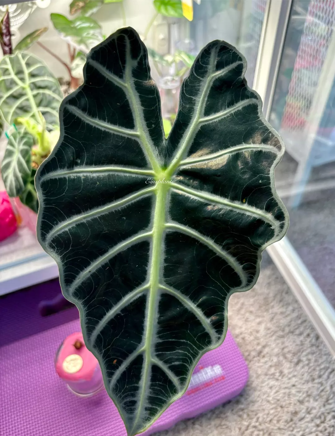 Alocasia Amazonica Green *CORM* thumbnail