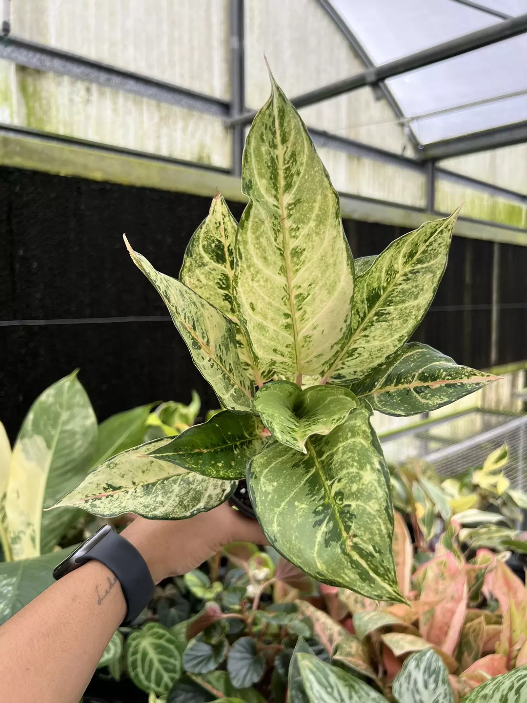 4” Aglaonema Lucky - Grower’s Choice💚 thumbnail