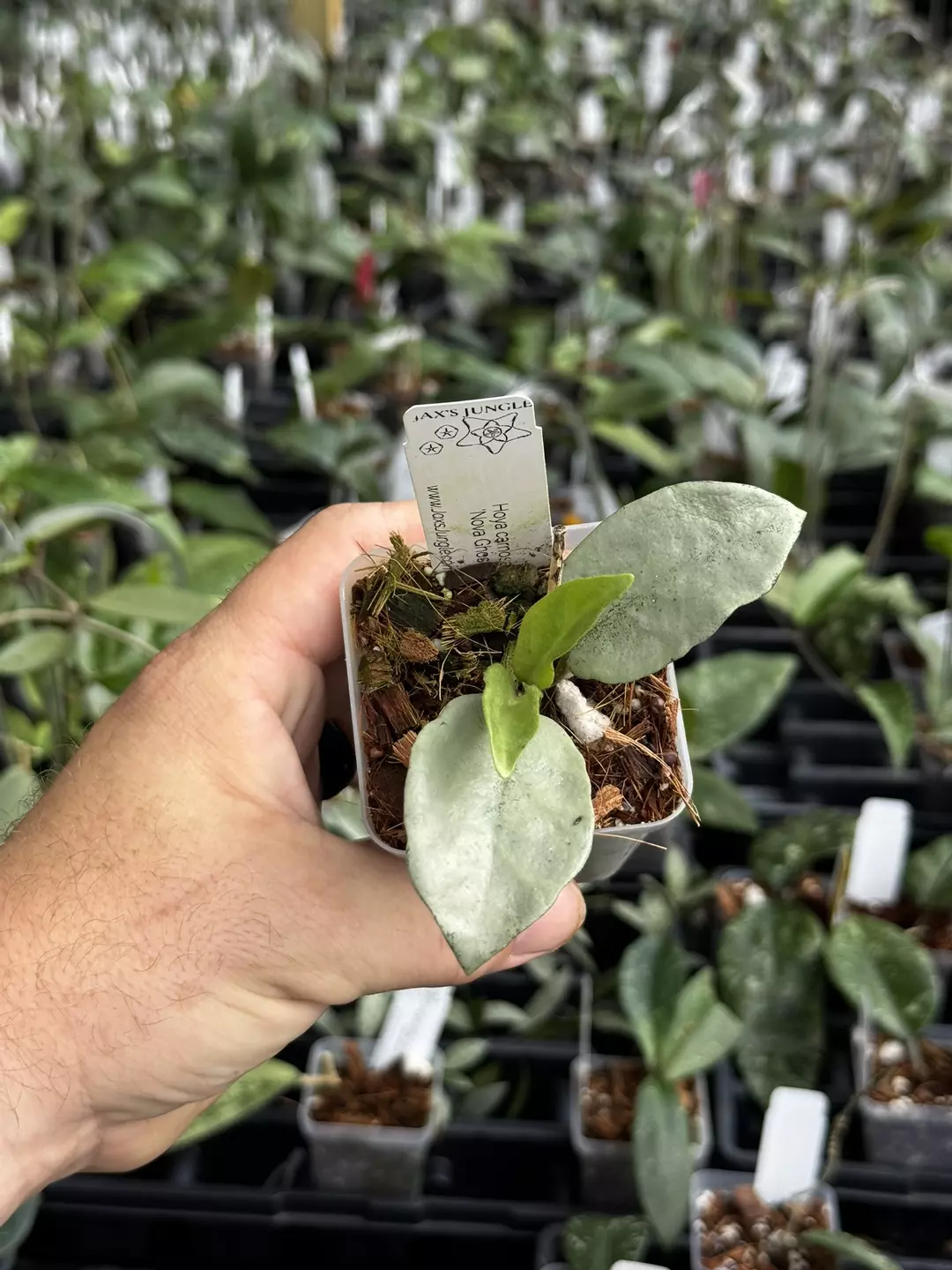 Hoya nova ghost thumbnail