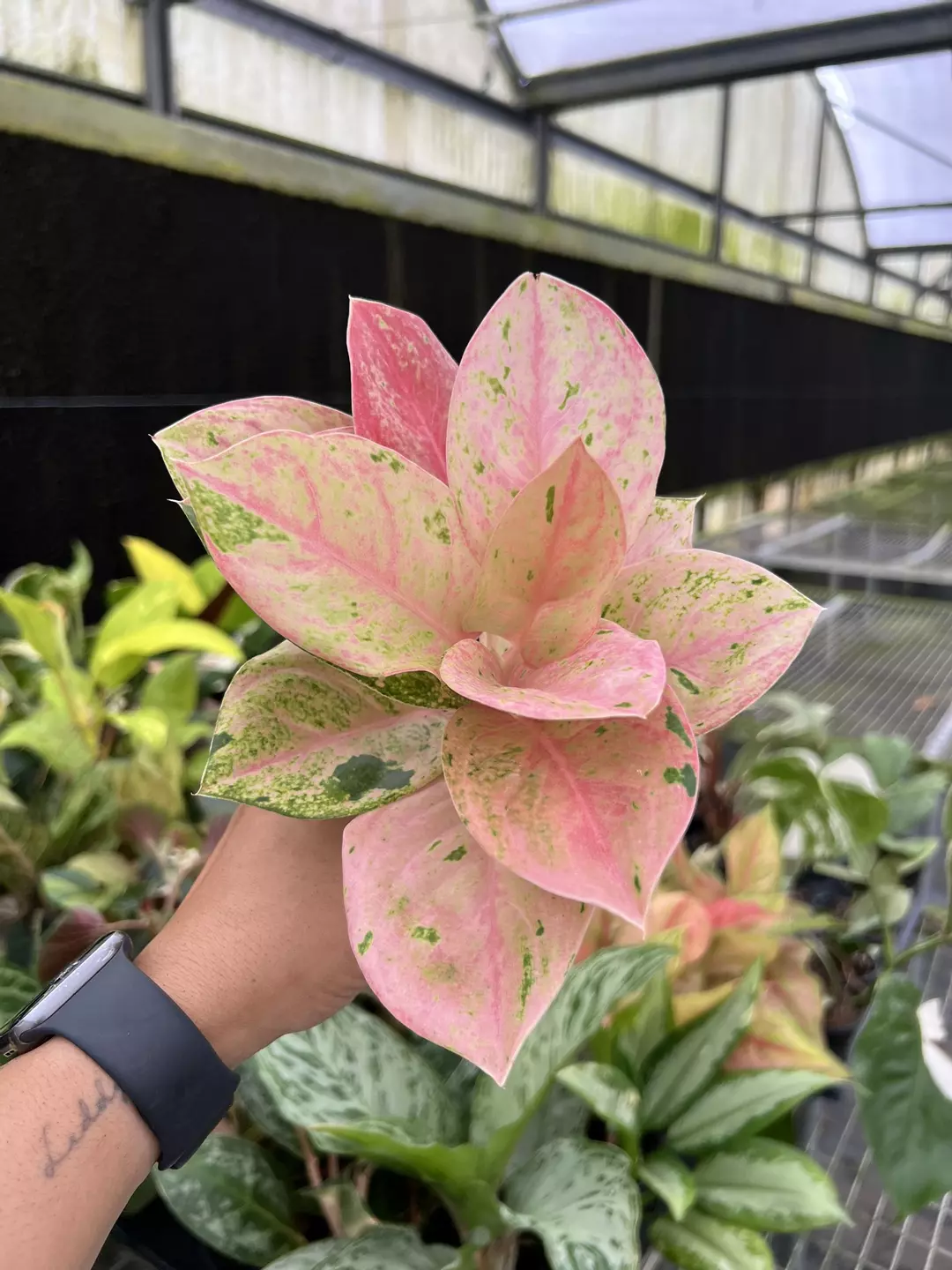 4” Aglaonema Emerald Pink 5 - Exact Plant🌱 thumbnail