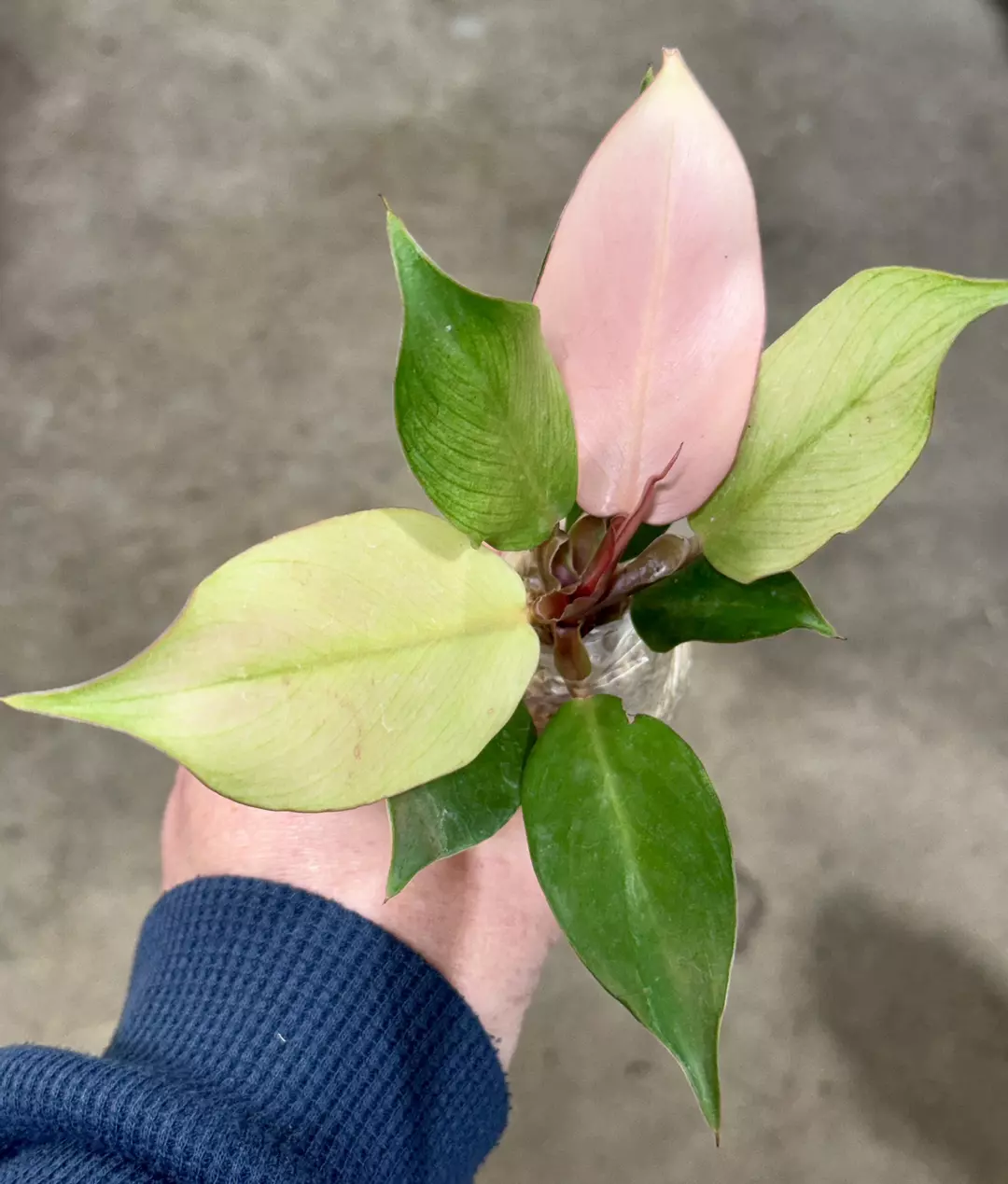 FRESH IMPORT - Philodendron Red Cherry Pink thumbnail