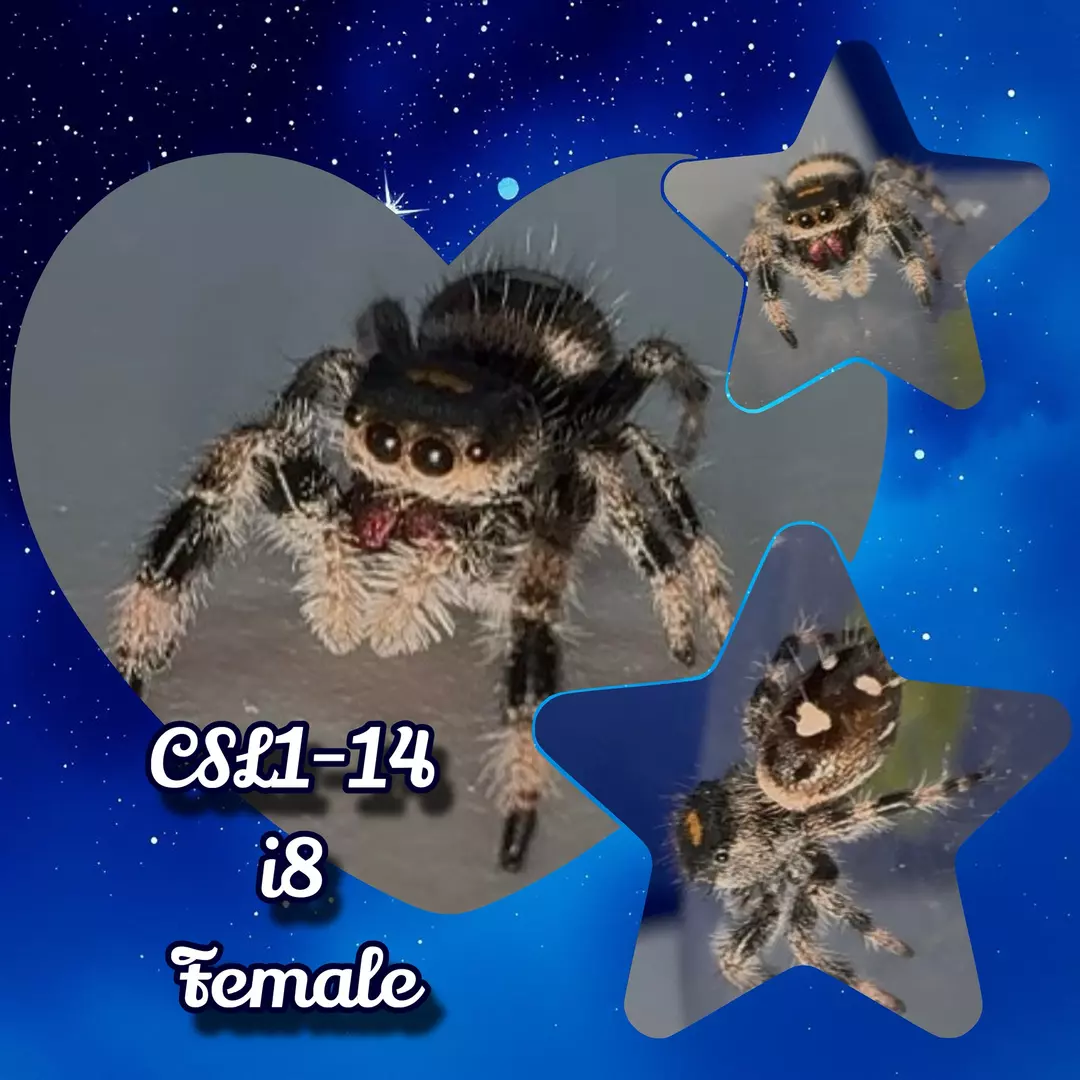 i8 P. regius female (14) thumbnail