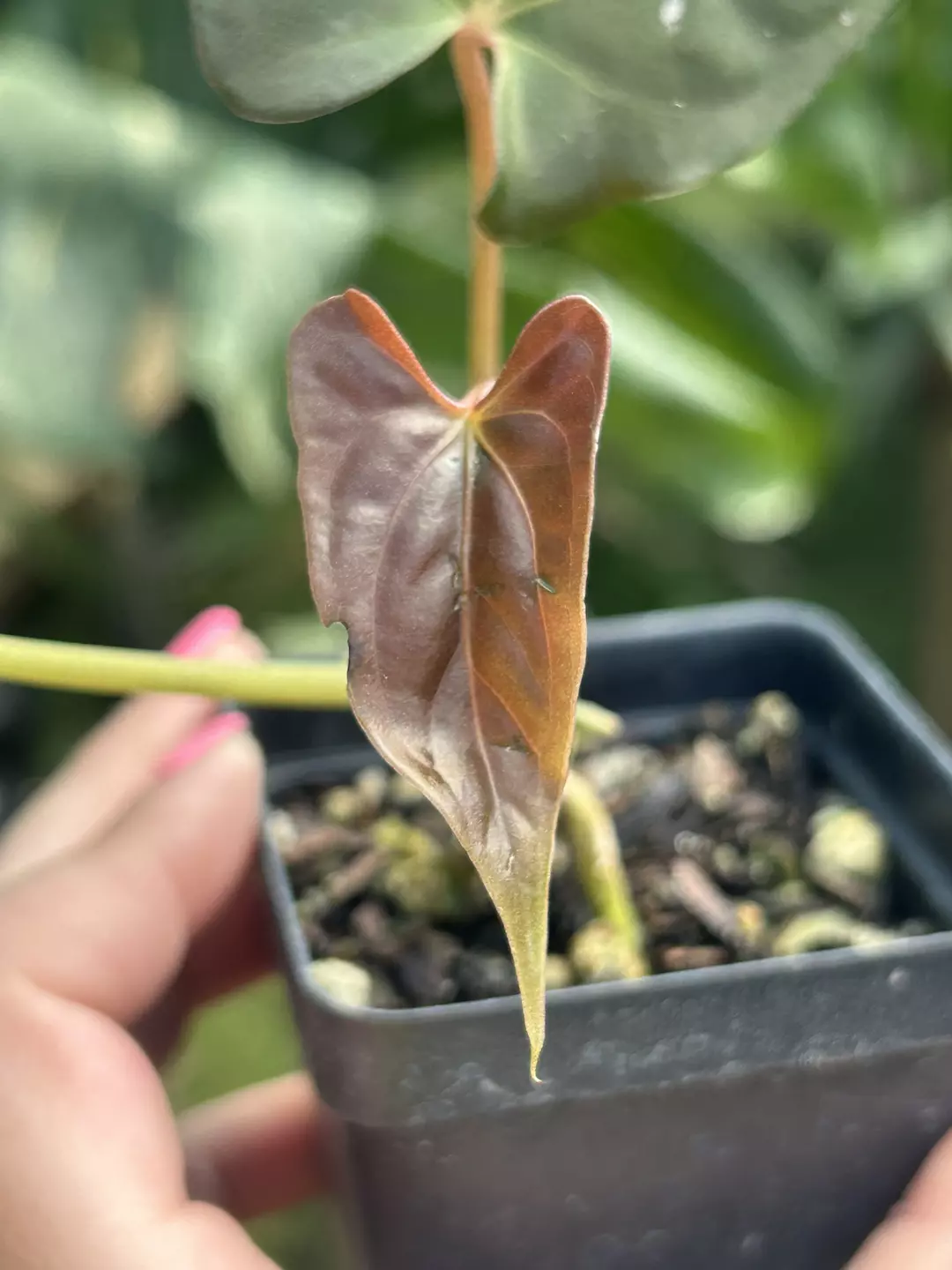 P32 Papillilaminum Ree Gardens. Dark chocolate dagger like emergent with rusty shine to it thumbnail