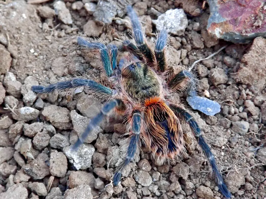 E. Smaragd Tiger .75”  thumbnail