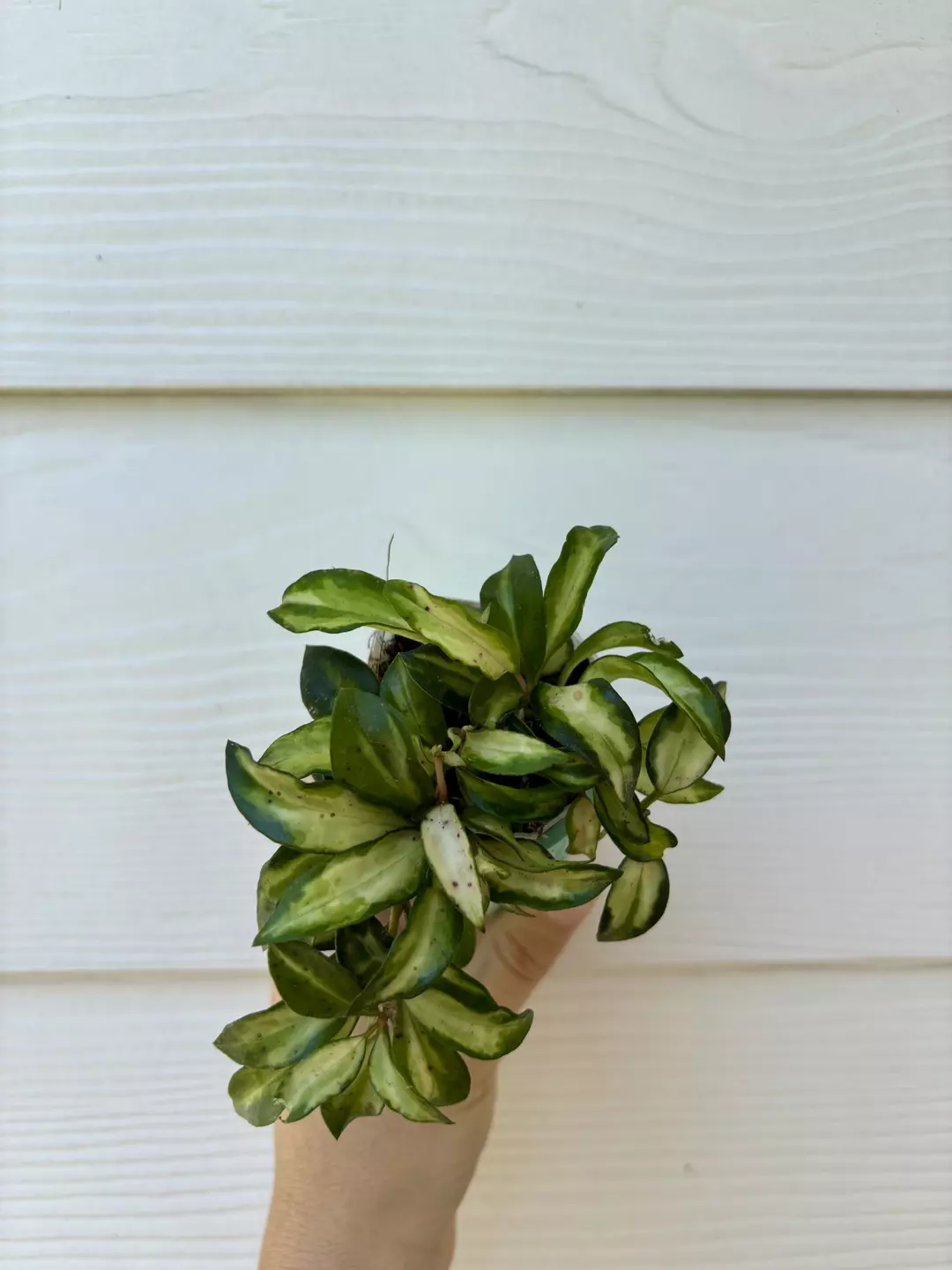 Hoya Lacunosa Bruno thumbnail