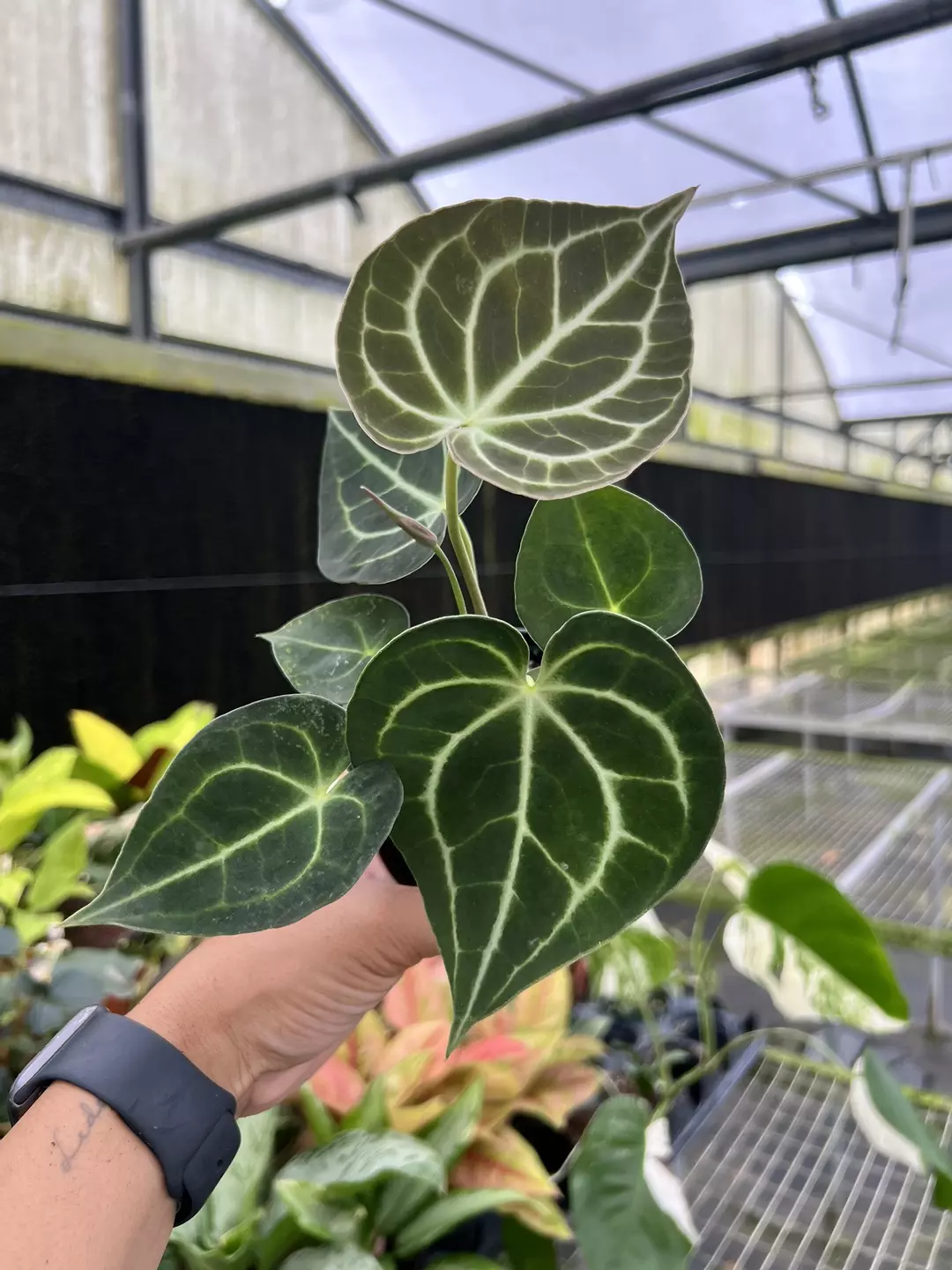 4” Anthurium Clarinervium B - Exact Plant🌱 thumbnail