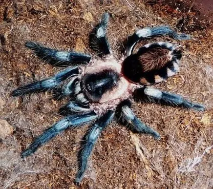 C. Ritae .33”  thumbnail