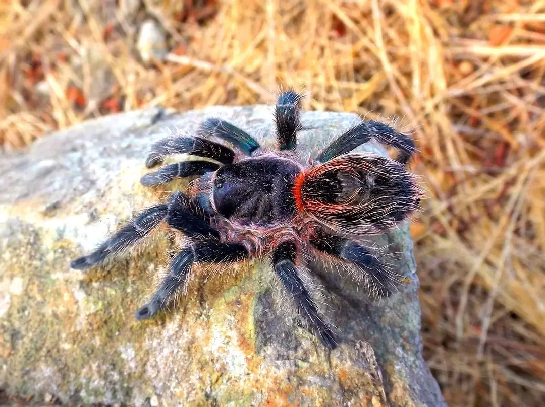 E. Sp Tiger .75”  thumbnail