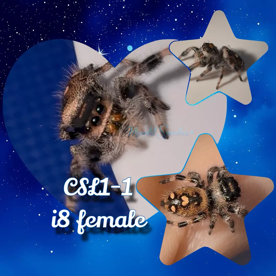 i8 P. regius female (1) thumbnail