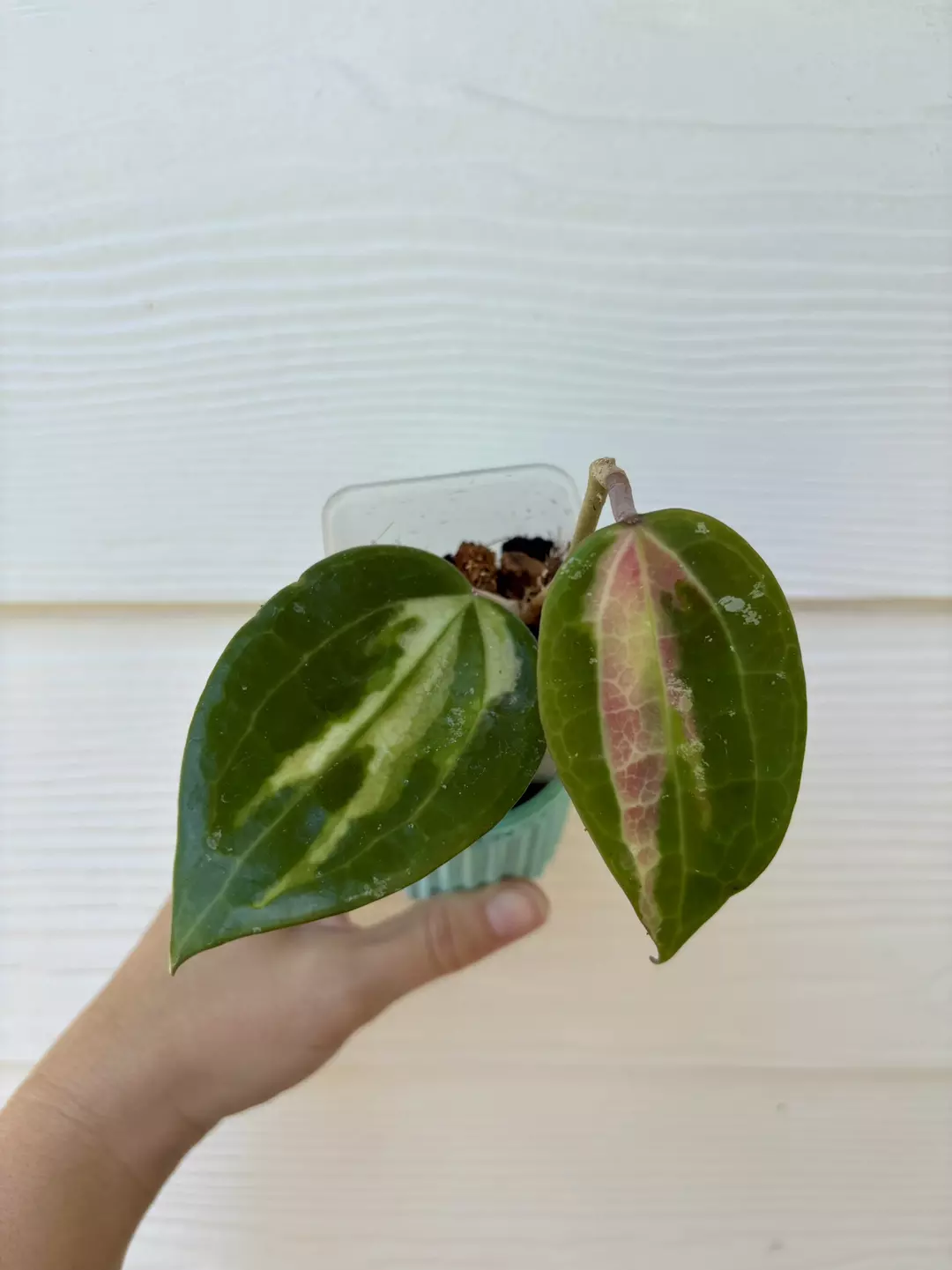 Hoya Latifolia Variegated thumbnail