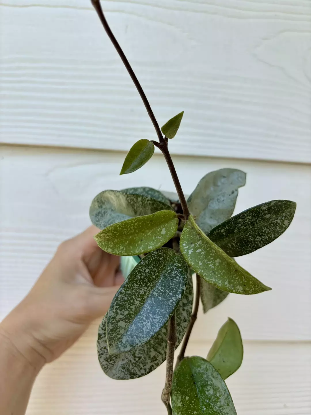 Hoya Nova Ghost thumbnail