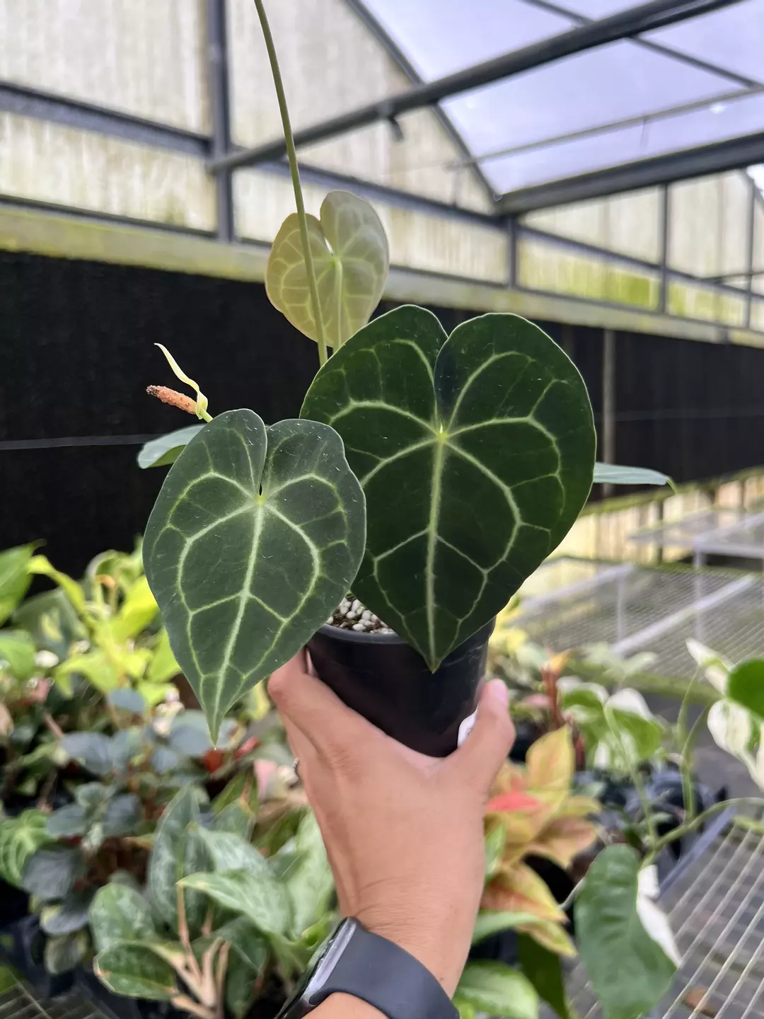 4” Anthurium Clarinervium A - Exact Plant🌱 thumbnail