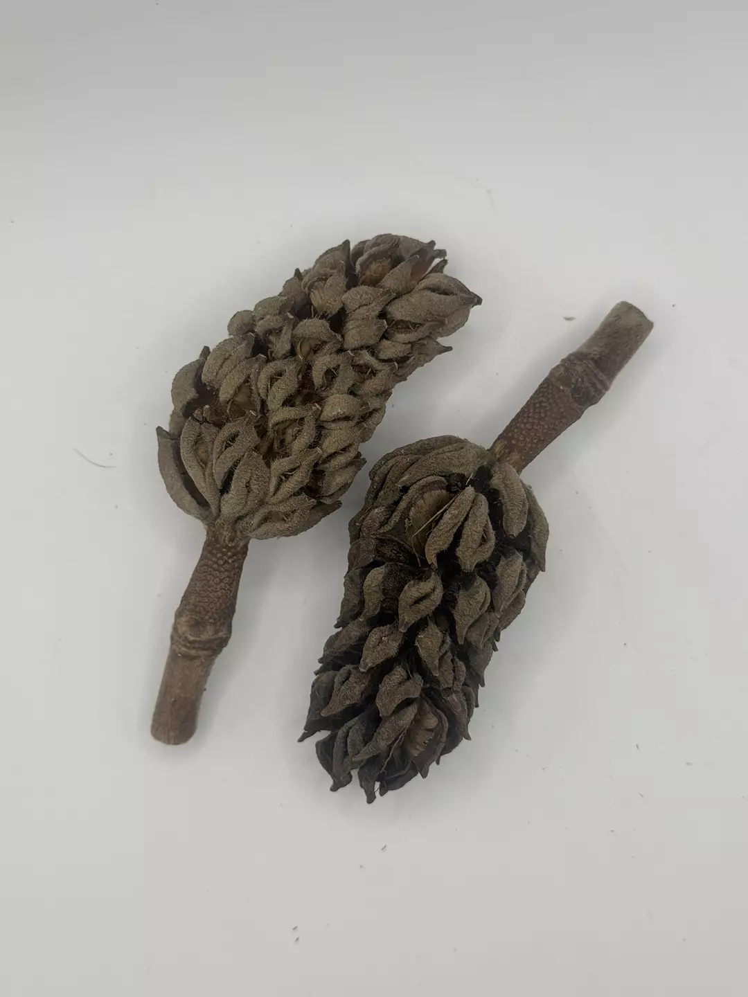 Magnolia Pod x1 thumbnail