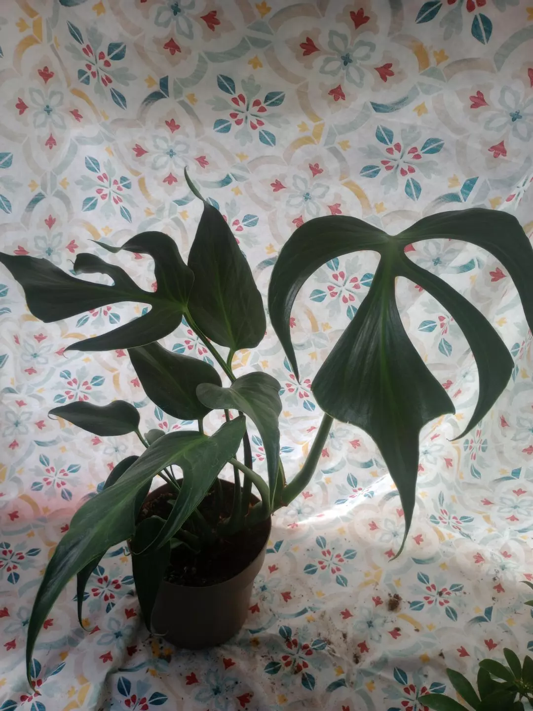 Large Monstera Flame thumbnail