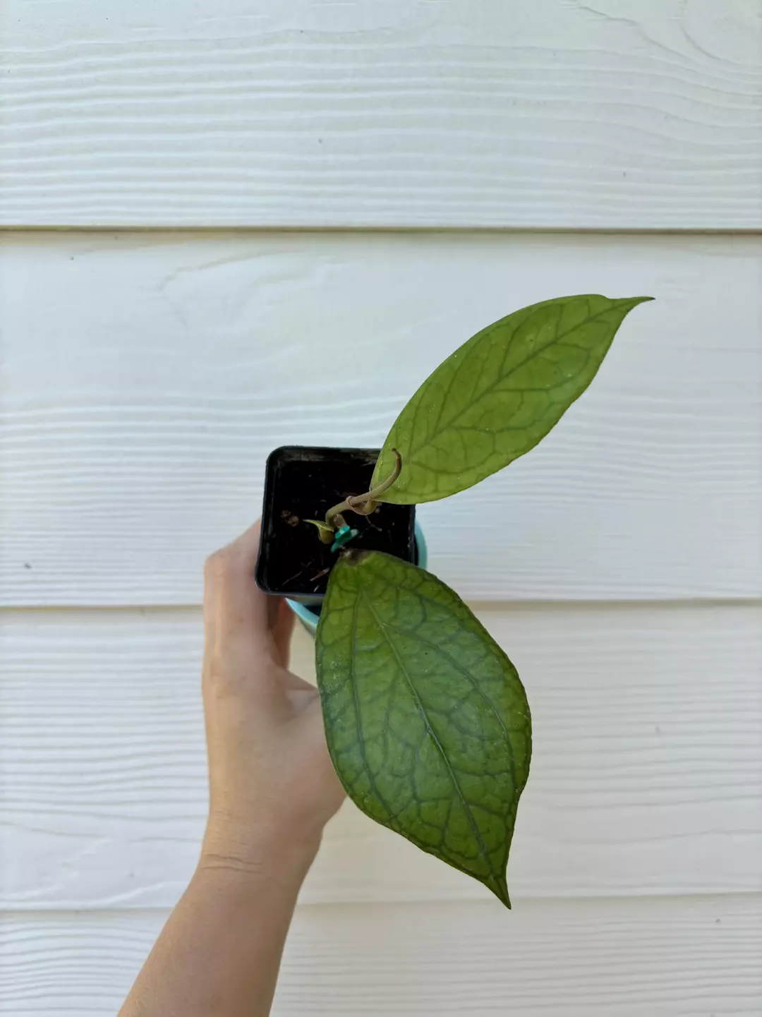 Hoya NOID thumbnail