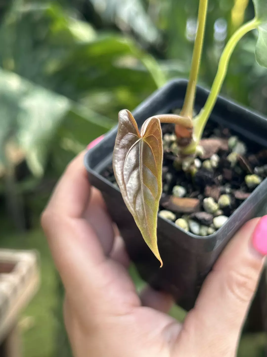 P31 Papillilaminum Ree Gardens x open. Choco green shiny dagger like baby emergent thumbnail