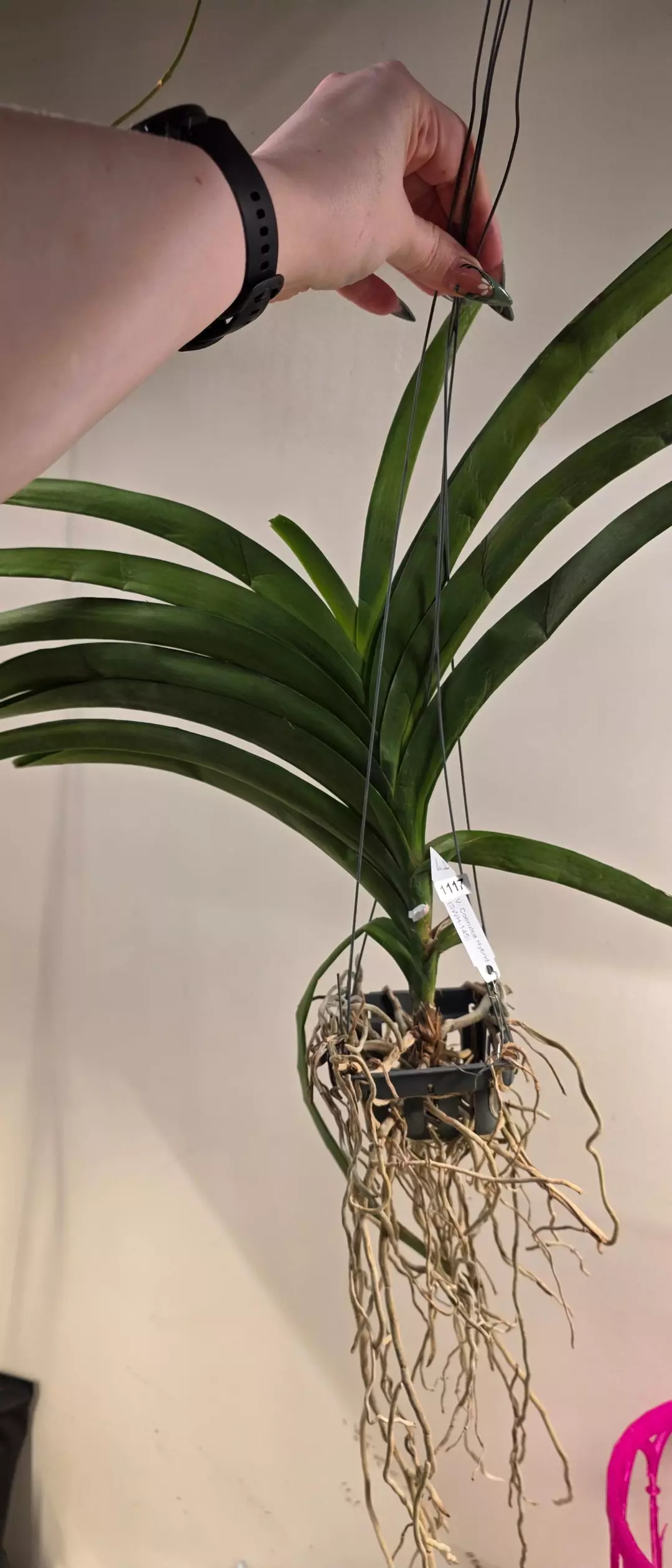 1117 Vanda Coruelea Hybrid  thumbnail