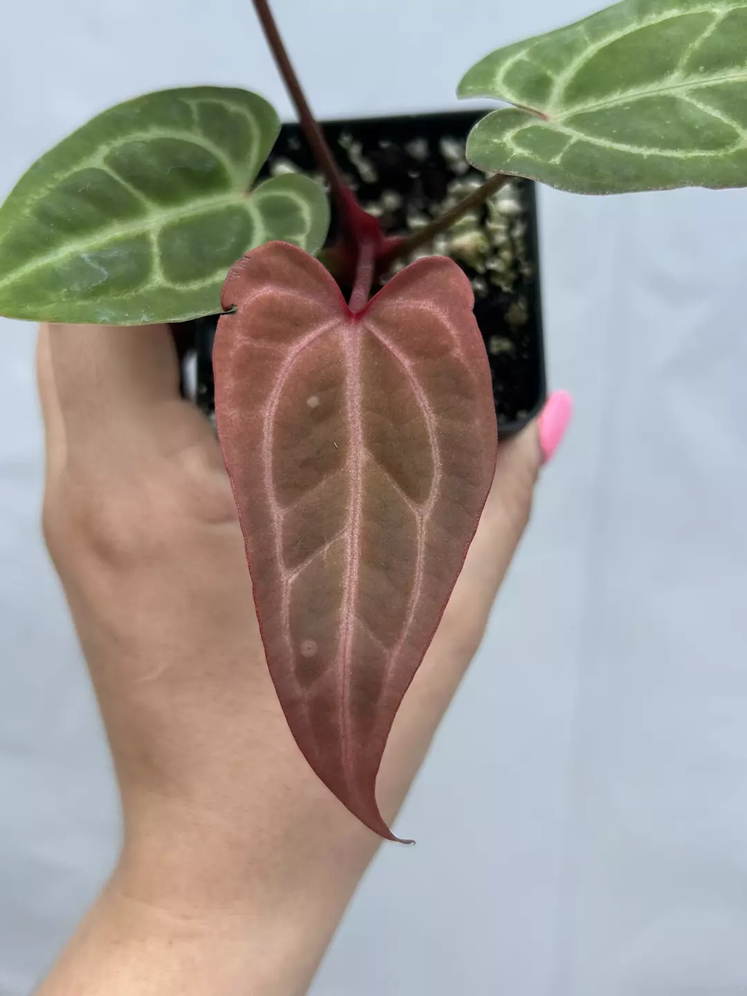 P48  ('AOS'/ "Tim's Black") x("Rotundatum X/A. 'Doc Block Purp F2')#1. Pink emergent Fuchsia veining thumbnail