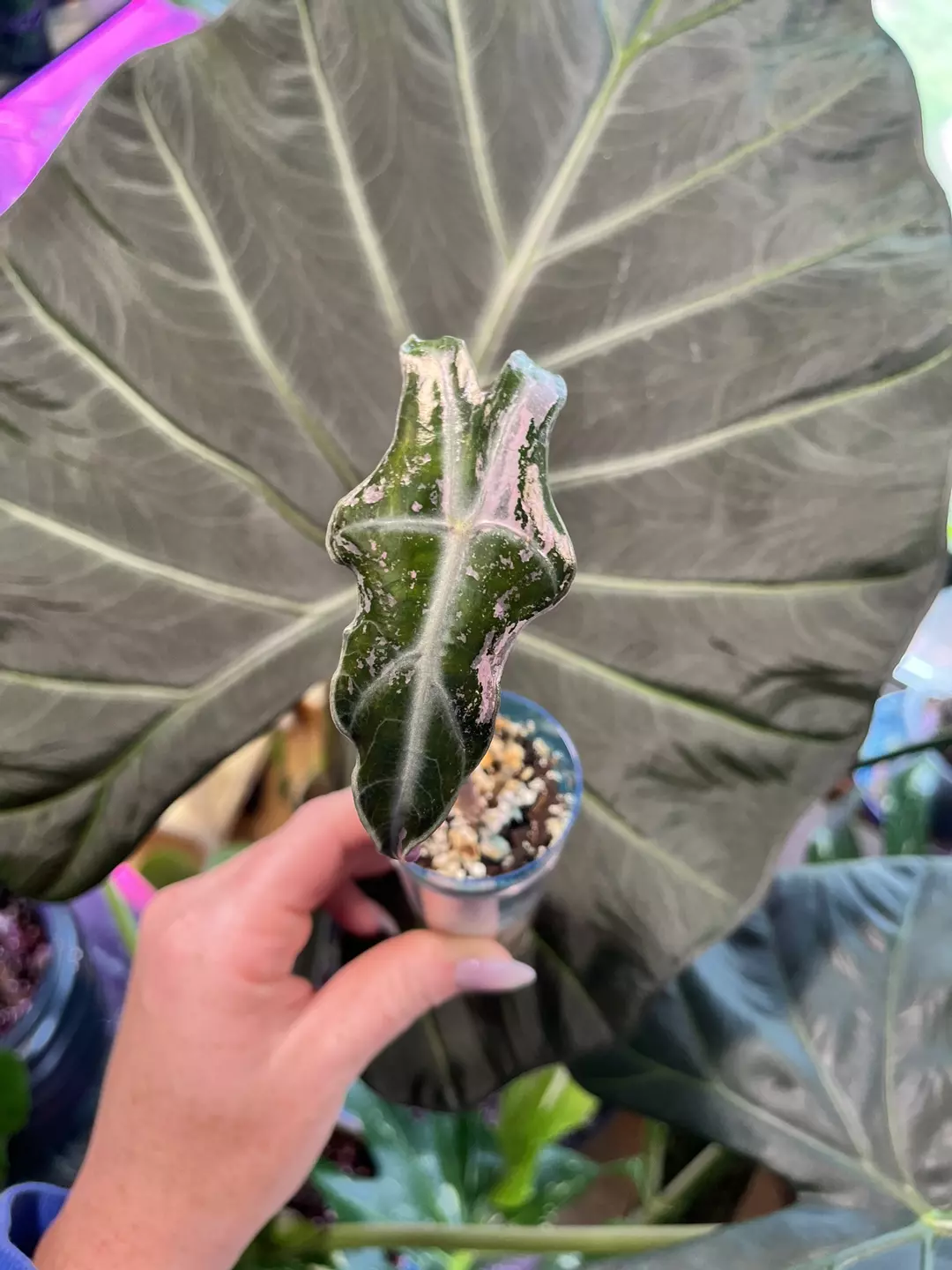 Pink Nobilis K thumbnail