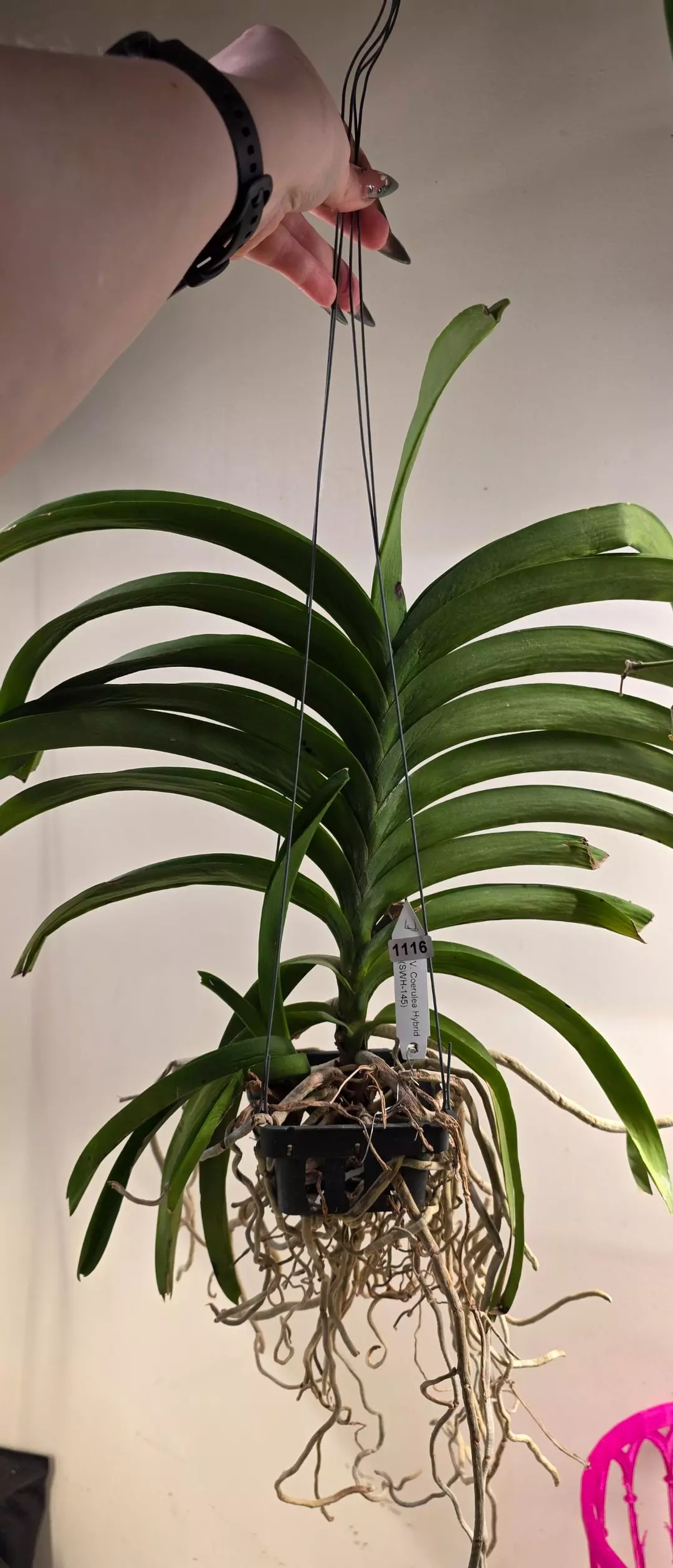 1116 Vanda Coruelea Hybrid w/ Baby thumbnail