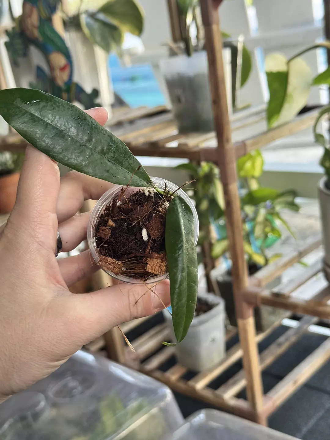 Hoya Wallichii subsp. Tenebrosa A thumbnail
